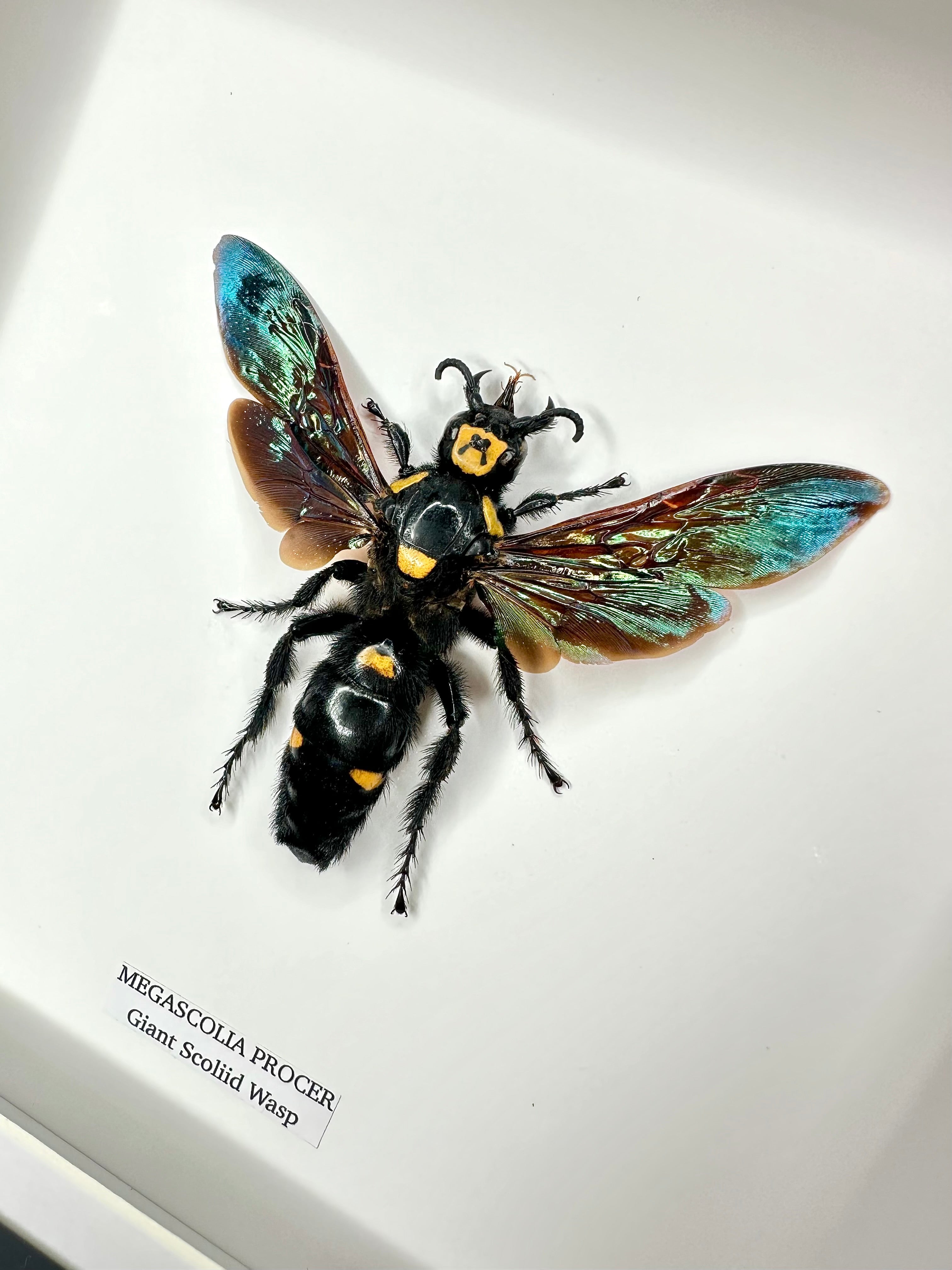Shop Insects