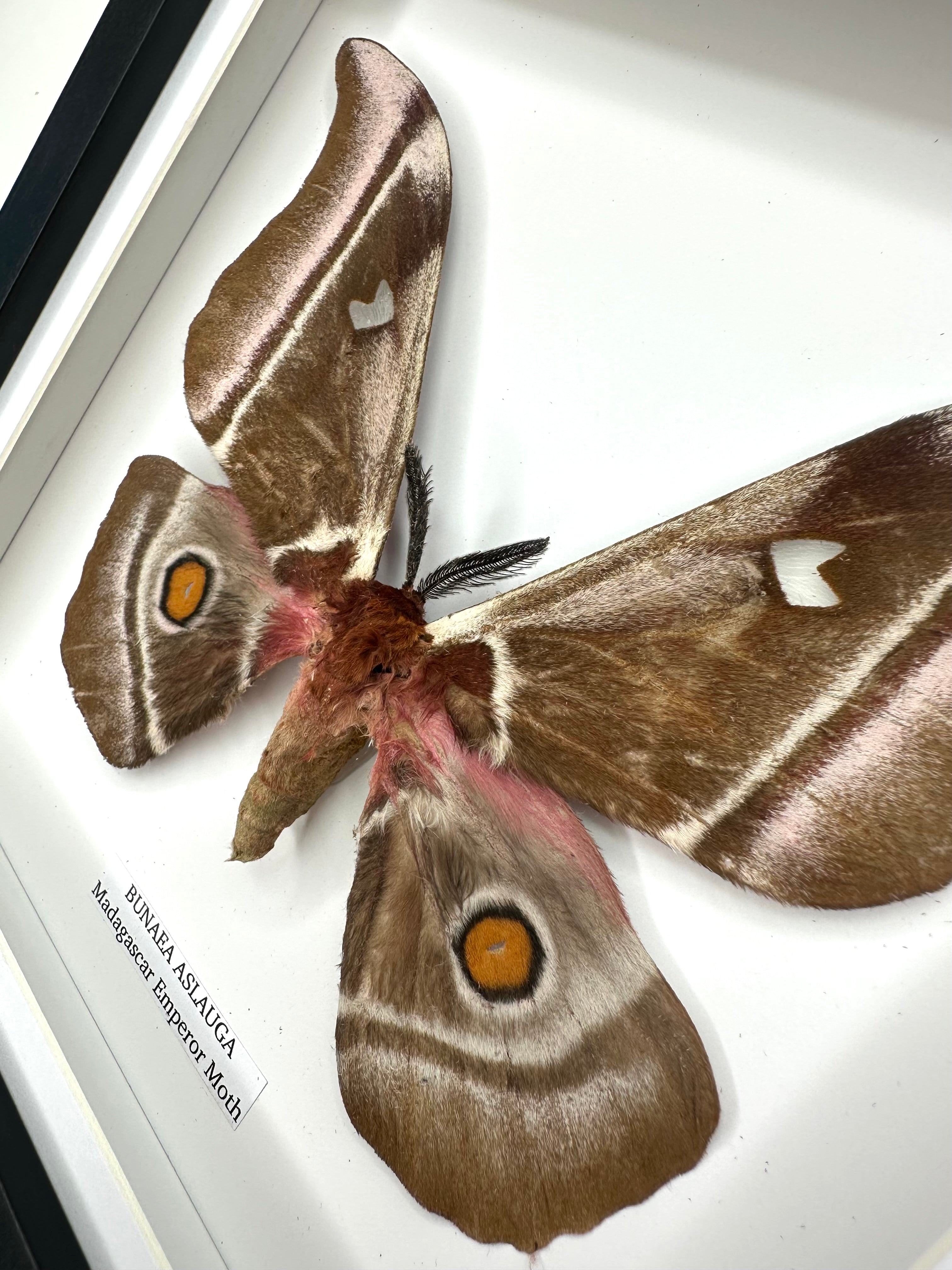 Shop Moths