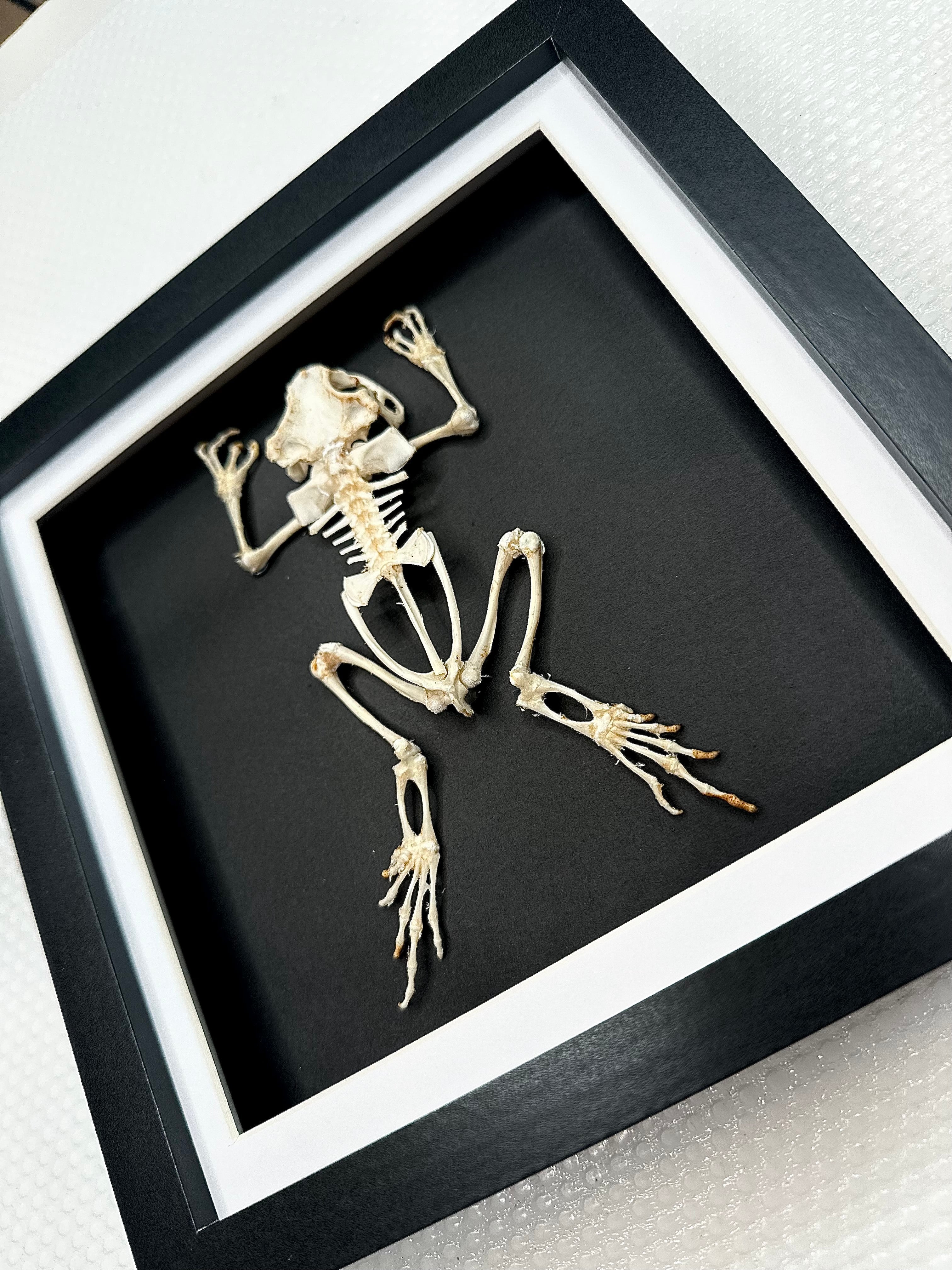 Shop Skeletons