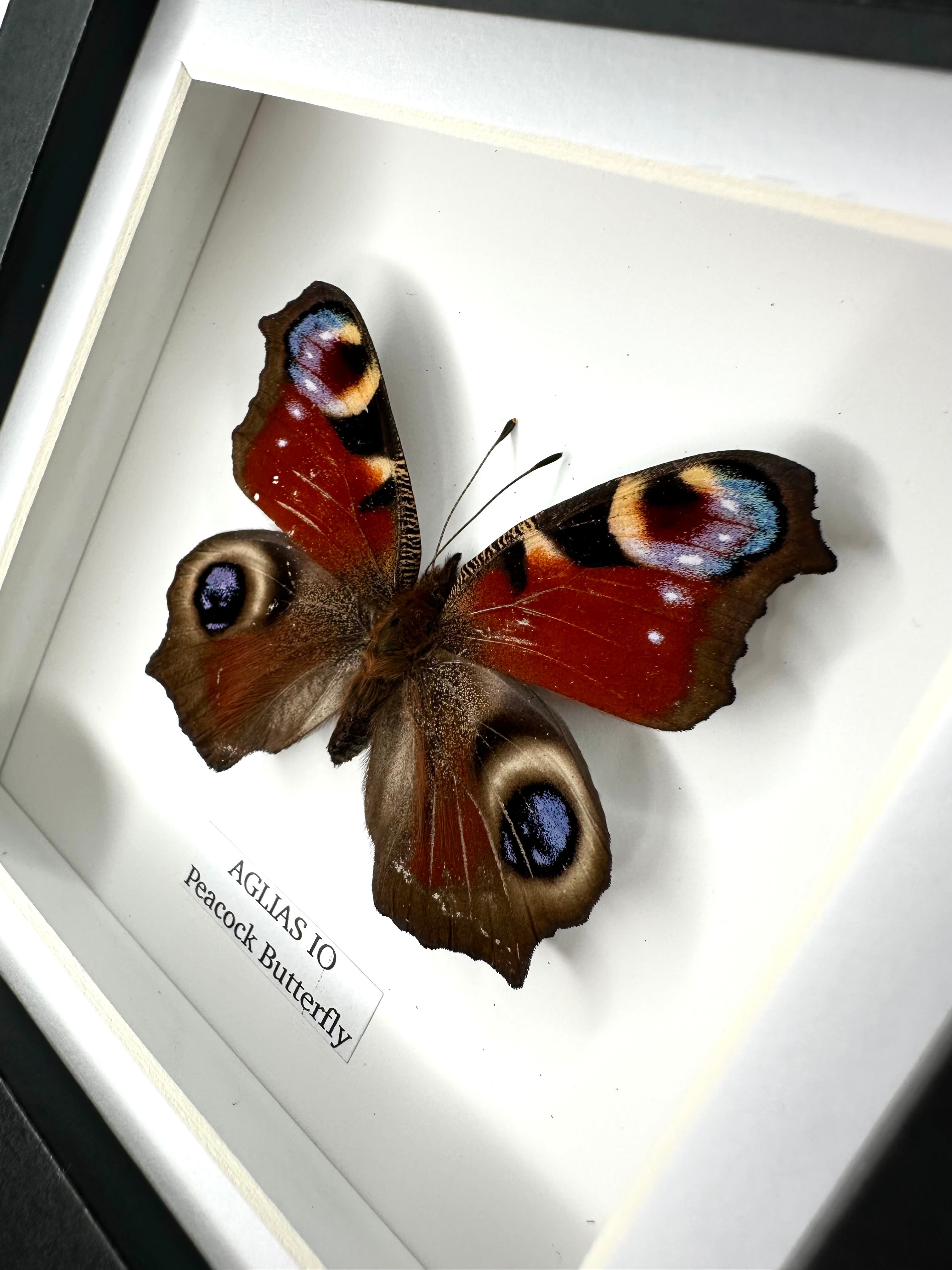 Shop Butterflies