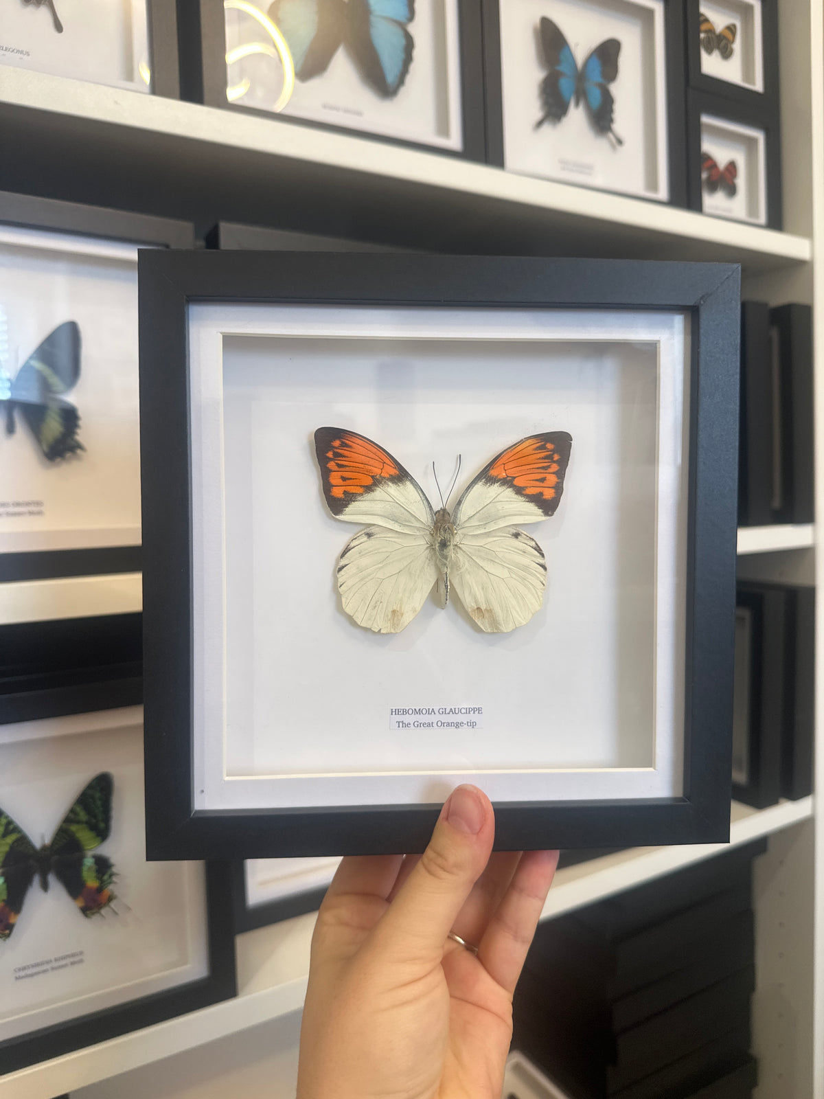 Sale | One Offs | Rare Pieces | Butterflies | Moths | Bugs