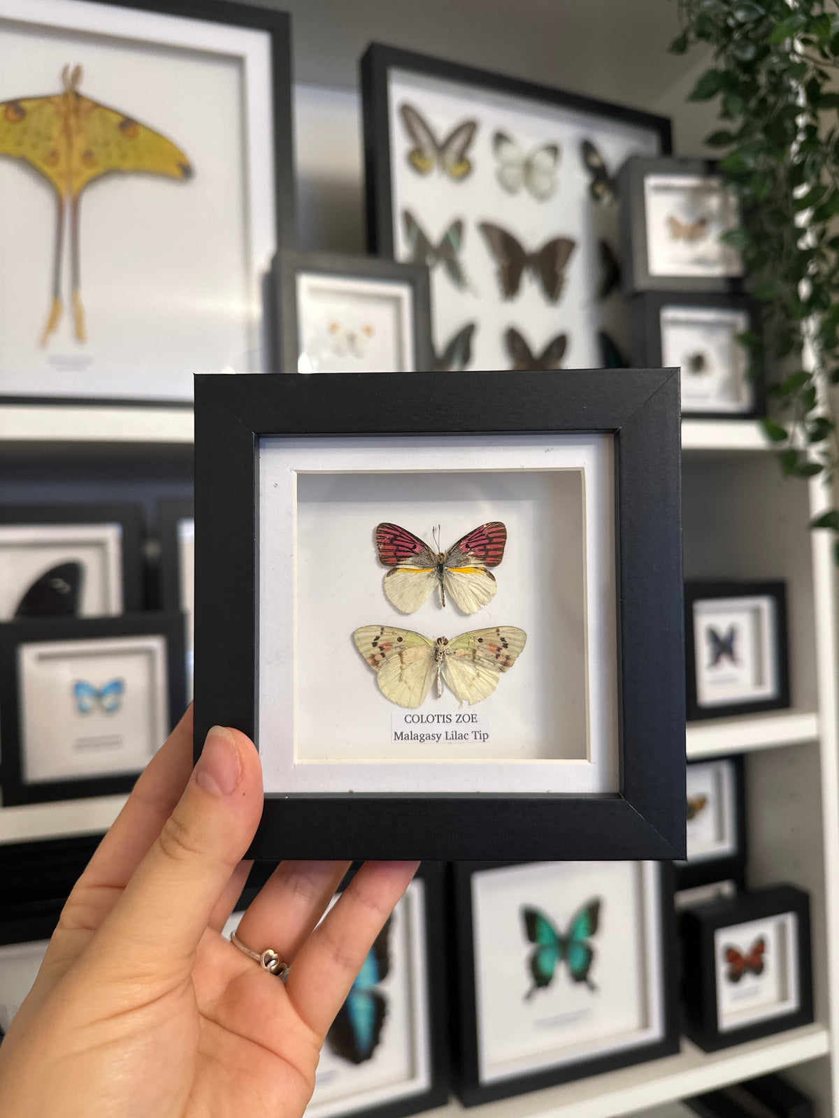 Sale | One Offs | Rare Pieces | Butterflies | Moths | Bugs