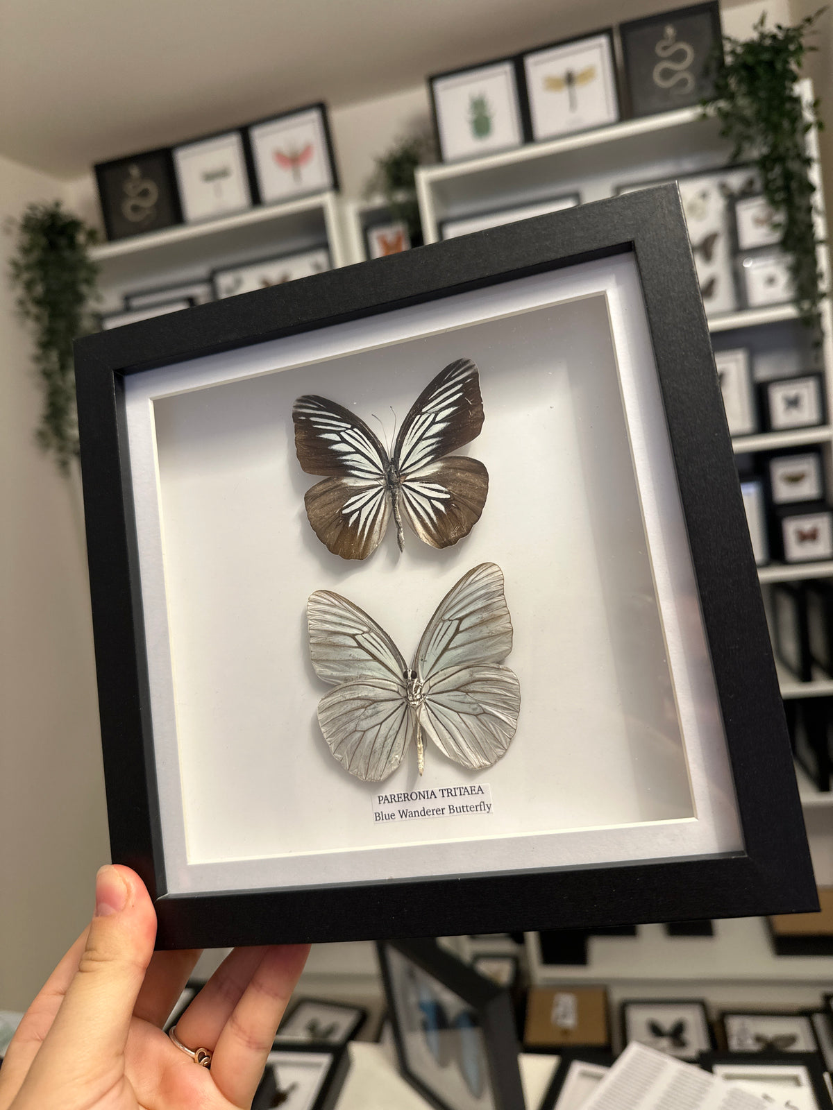 Sale | One Offs | Rare Pieces | Butterflies | Moths | Bugs