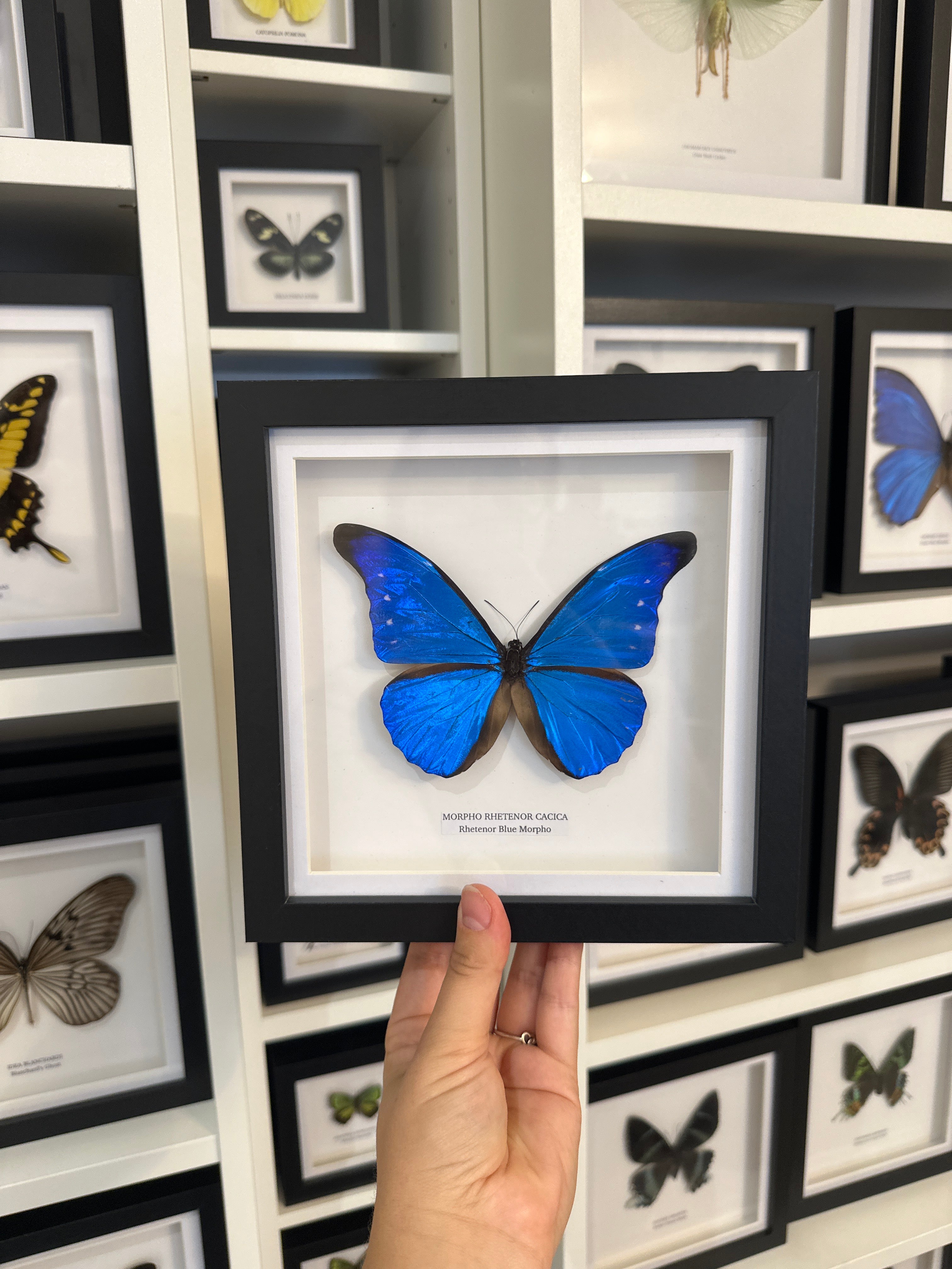 Sale | One Offs | Rare Pieces | Butterflies | Moths | Bugs