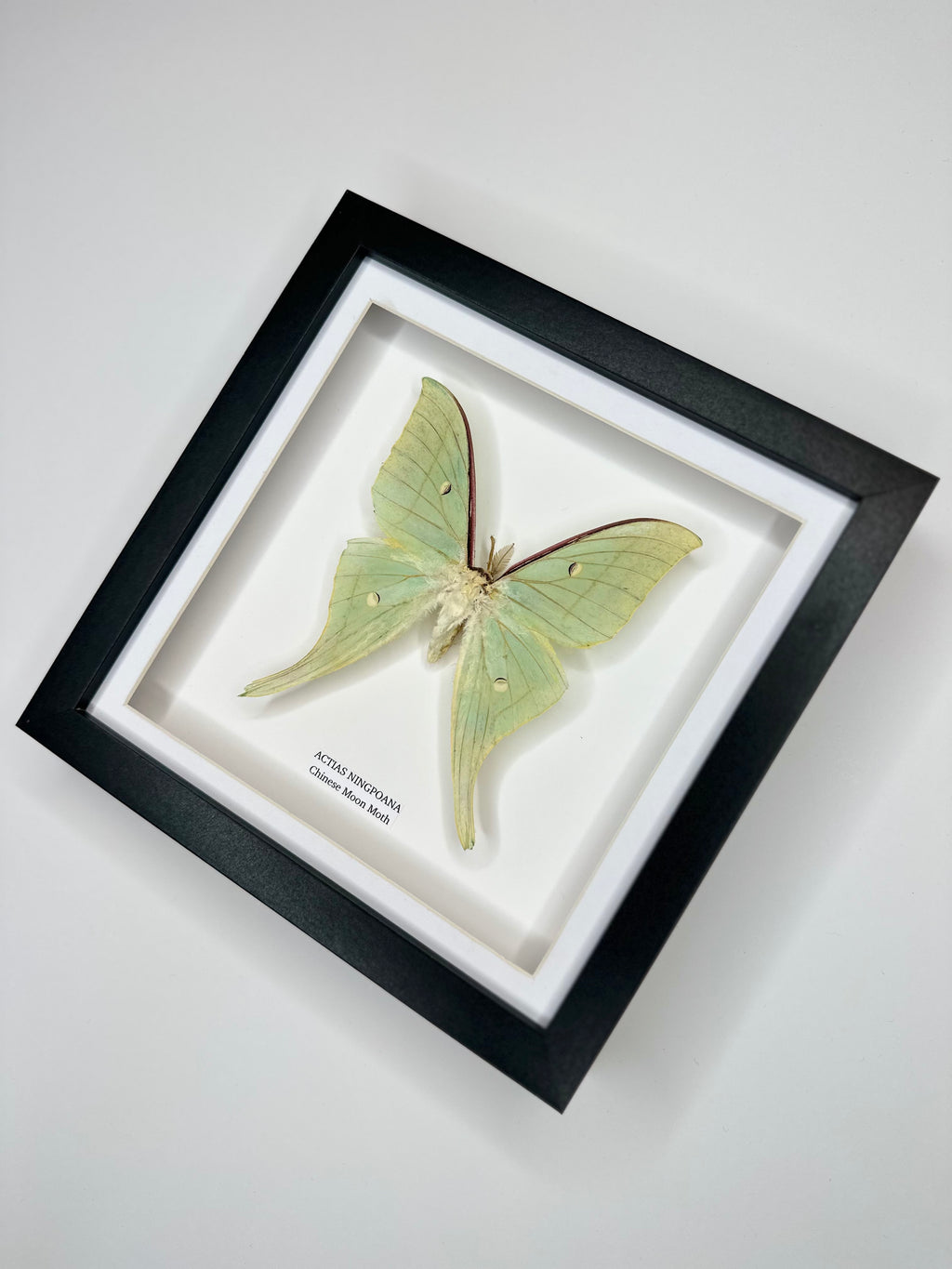 Chinese Moon Moth (Actias Ningpoana) - Medium Framed Moth