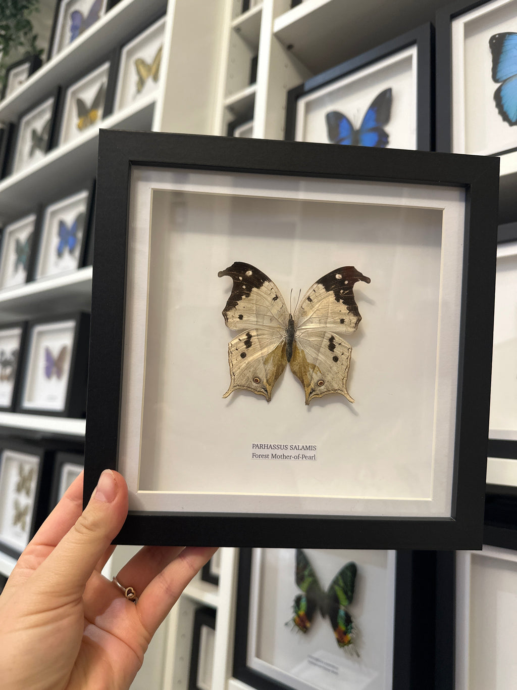 Sale | One Offs | Rare Pieces | Butterflies | Moths | Bugs
