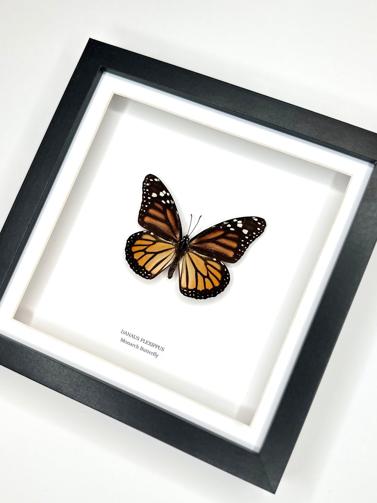 Monarch Butterfly (Female Danaus Plexippus) – Medium Framed Butterfly