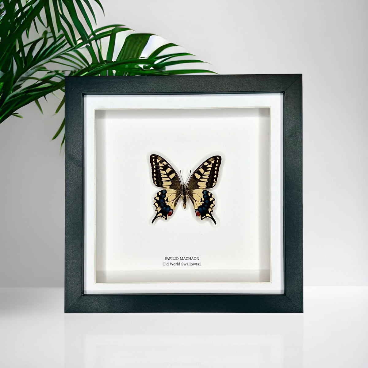 Old World Swallowtail (Papilio Machaon) - Medium Framed Butterfly