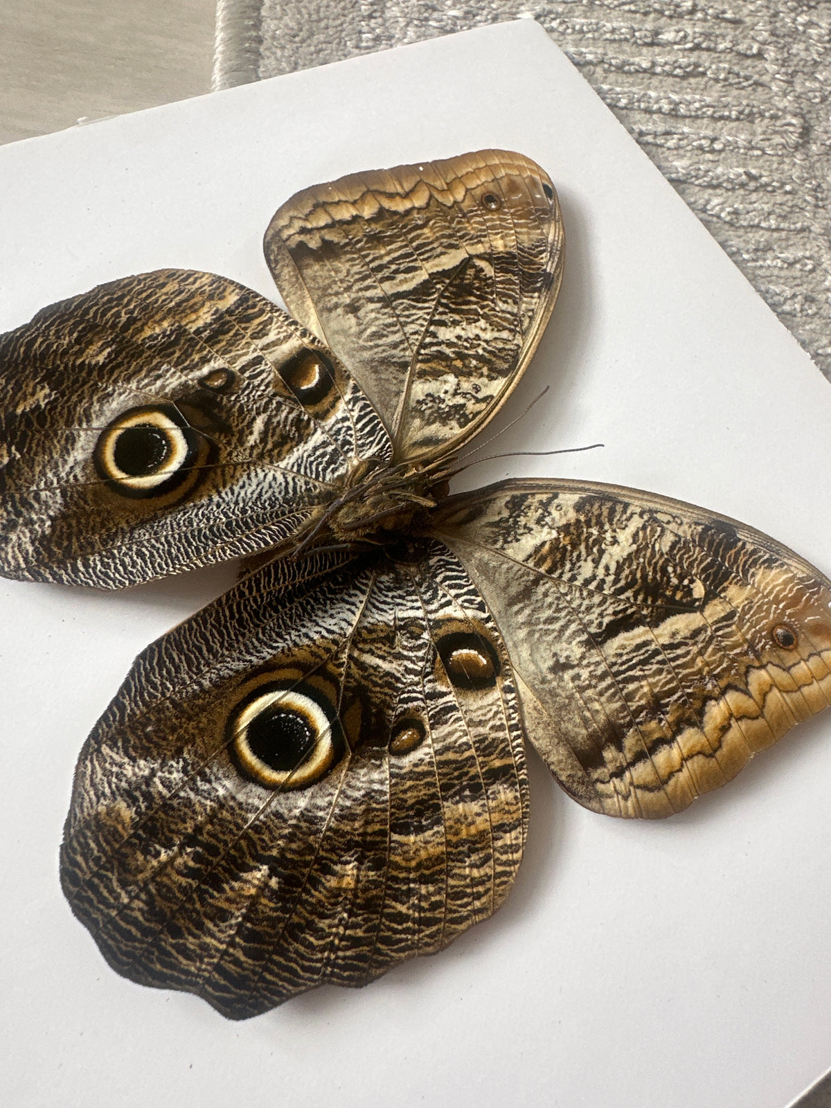 Giant Owl Butterfly (Caligo Teucer) – Medium Framed Butterfly - pending new photos