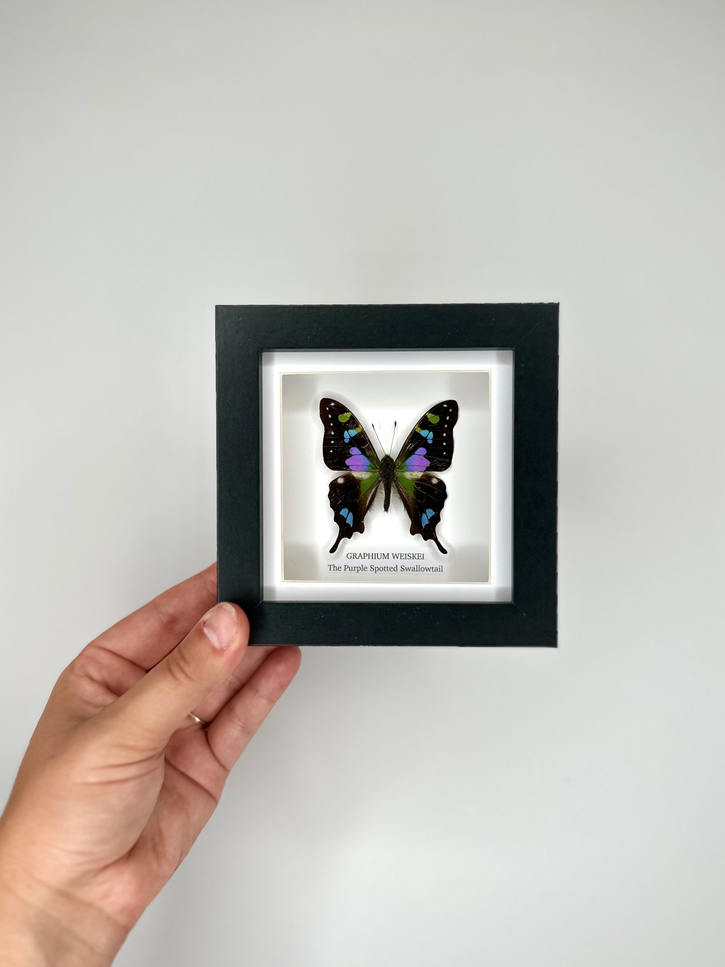 Purple Spotted Swallowtail (Graphium Weiskei) – Small Frame