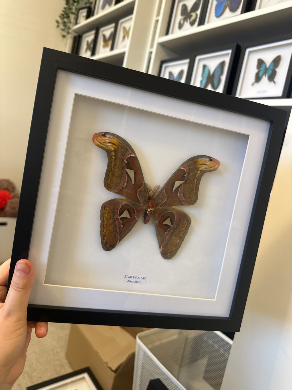 Giant Atlas Moth (Attacus Atlas) – Large Frame