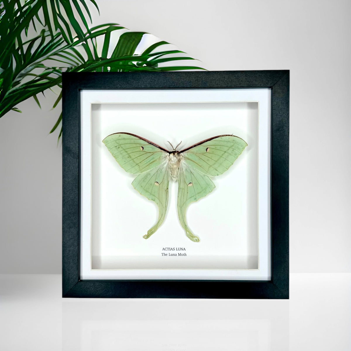 Luna Moth (Actias Luna) - Medium Framed Moth