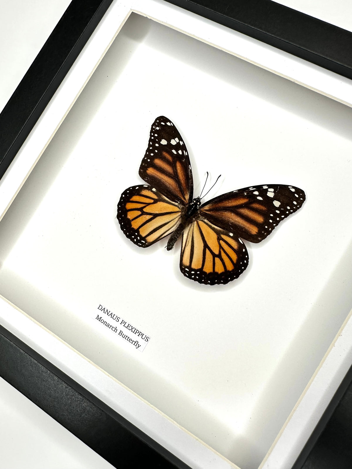 Monarch Butterfly (Female Danaus Plexippus) – Medium Framed Butterfly