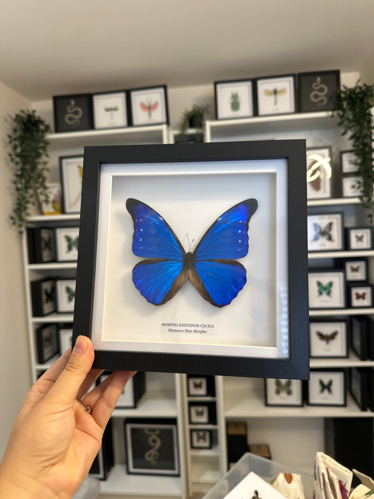 Sale | One Offs | Rare Pieces | Butterflies | Moths | Bugs