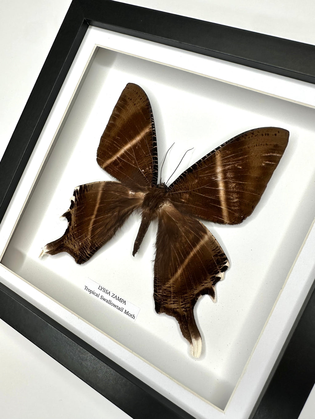 Tropical Swallowtail Moth (Lyssa Zampa) – Medium Framed Moth
