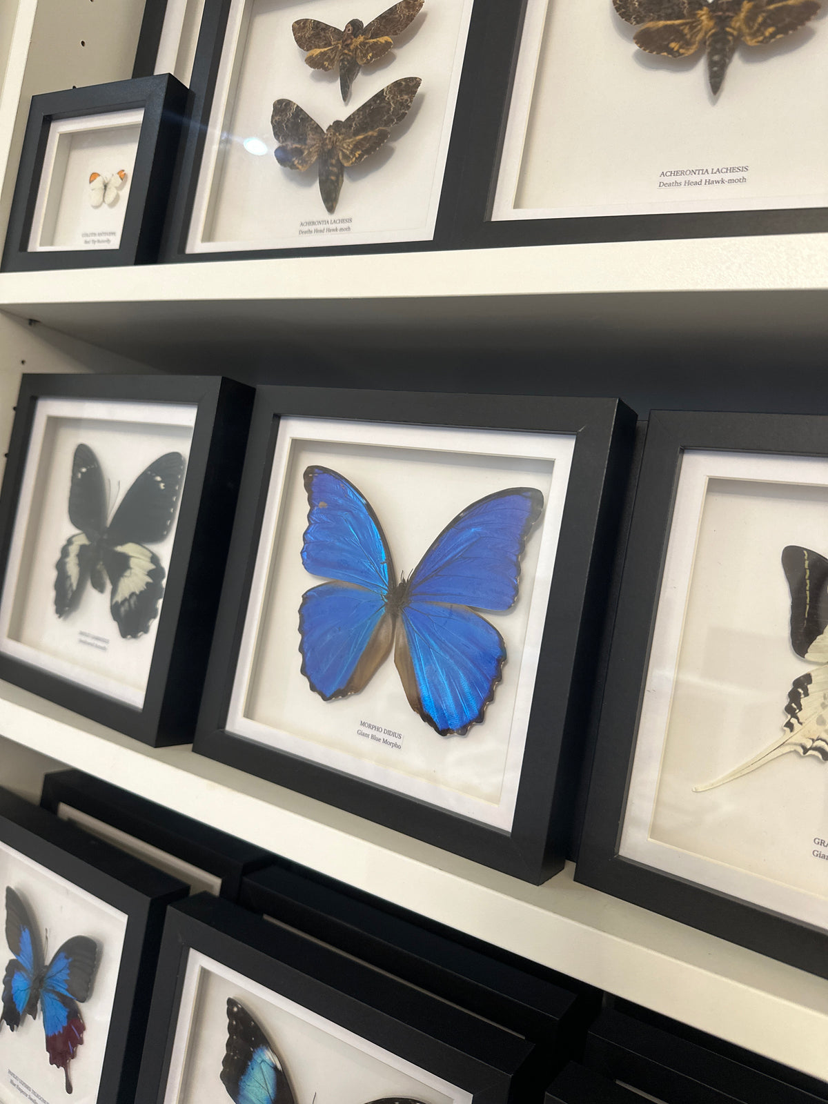 Giant Blue Morpho (Morpho Didius) – Medium Frame