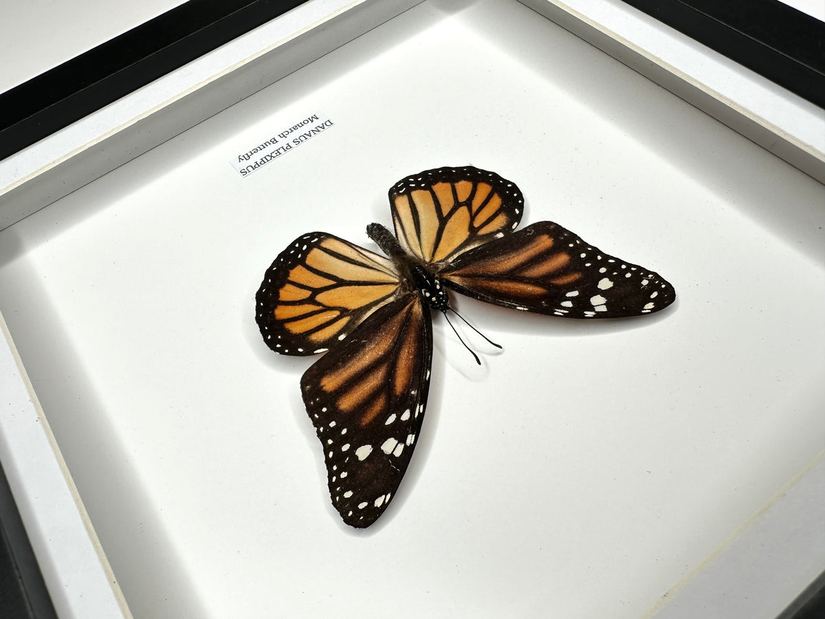 Monarch Butterfly (Female Danaus Plexippus) – Medium Framed Butterfly
