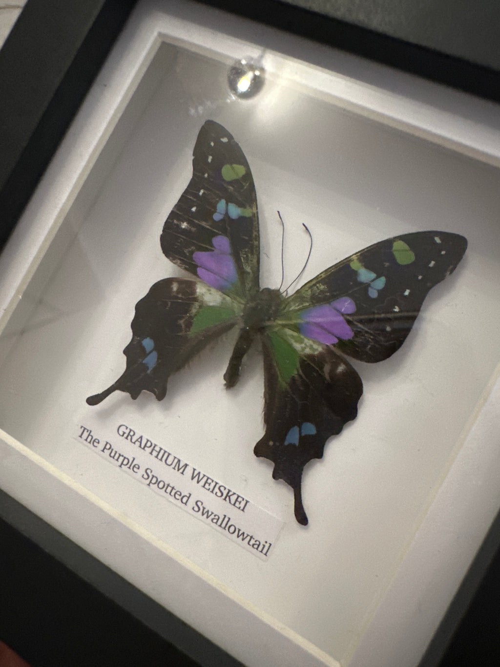 Sale | One Offs | Rare Pieces | Butterflies | Moths | Bugs