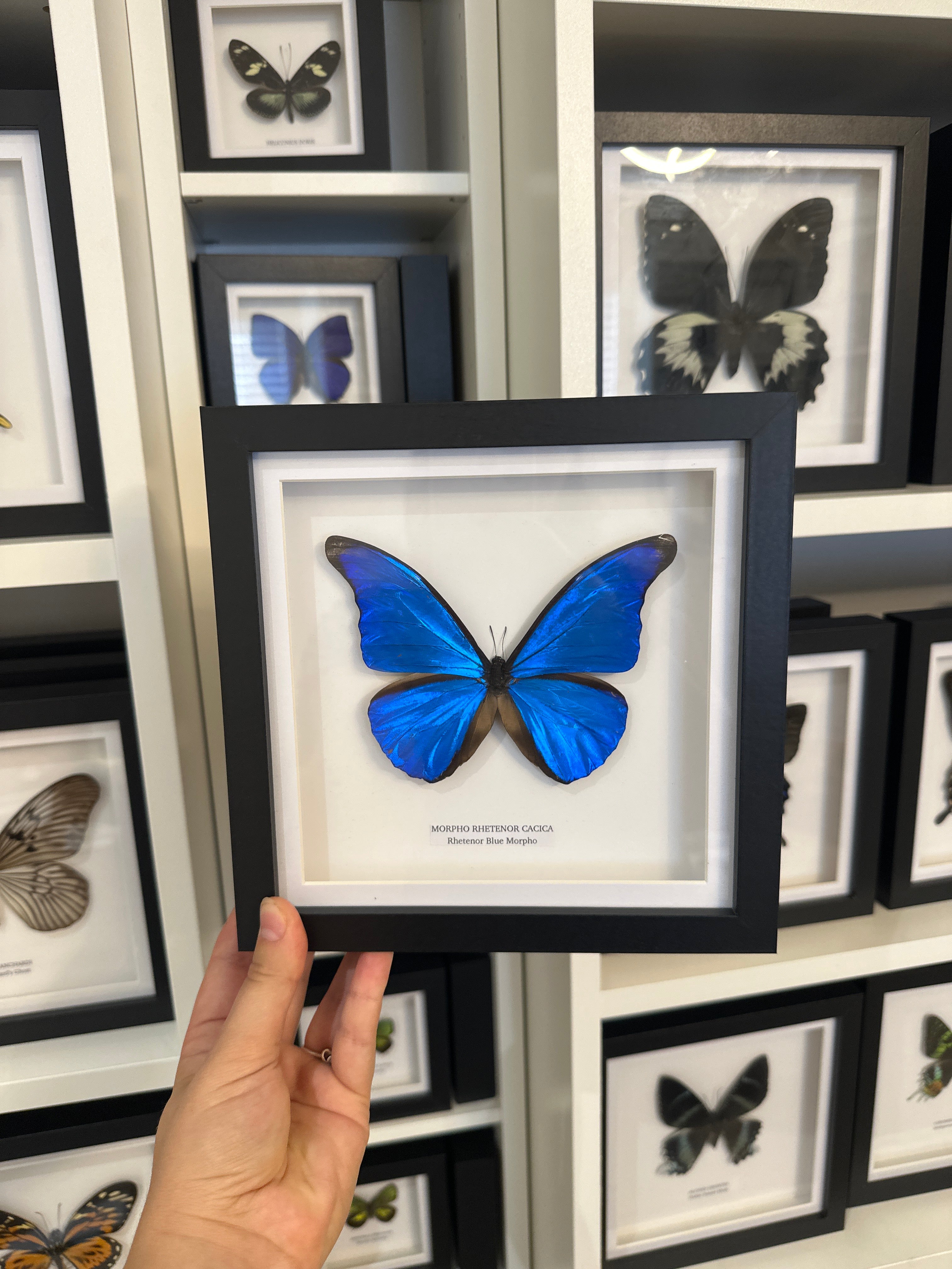 Sale | One Offs | Rare Pieces | Butterflies | Moths | Bugs