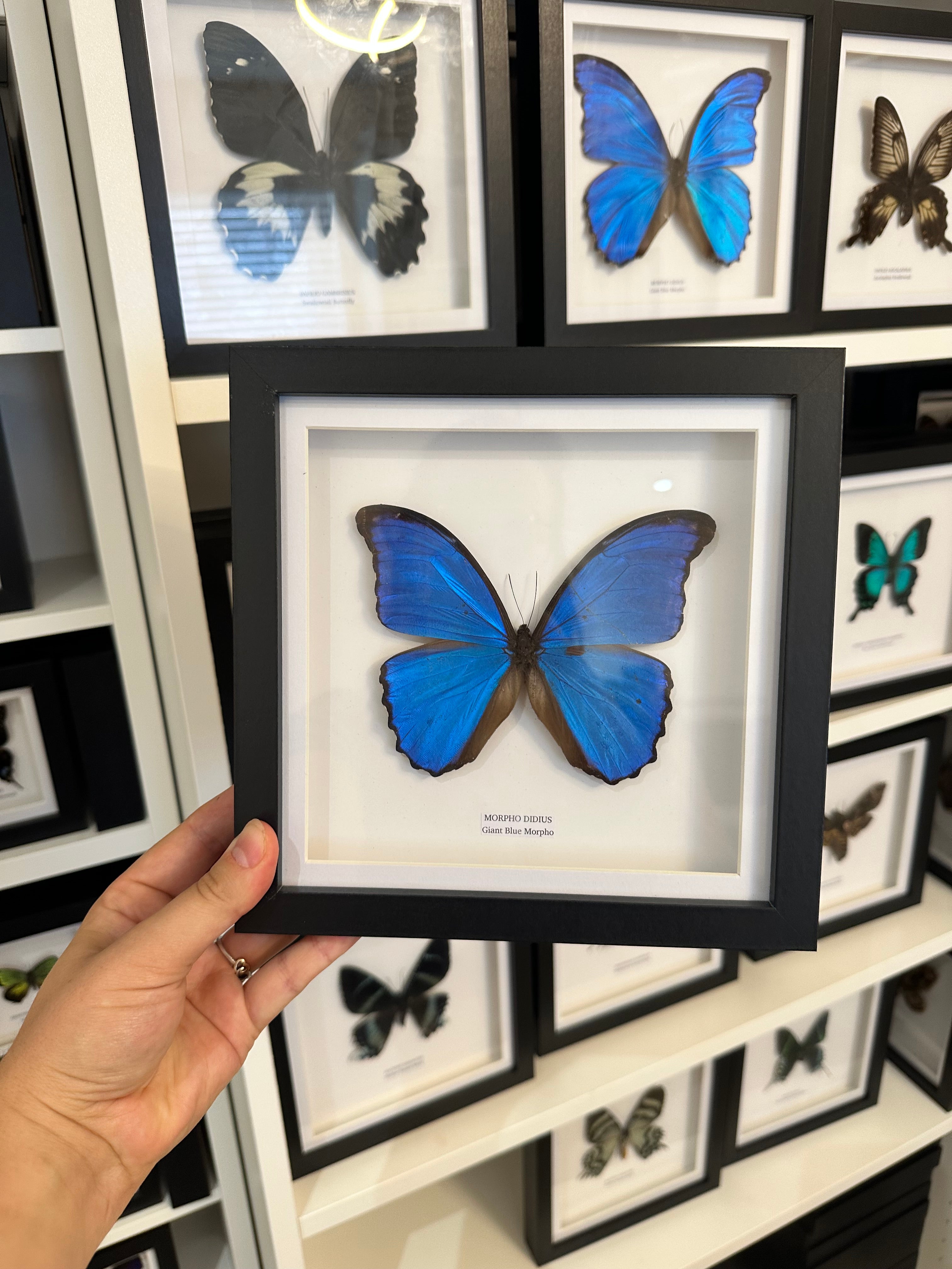 Sale | One Offs | Rare Pieces | Butterflies | Moths | Bugs