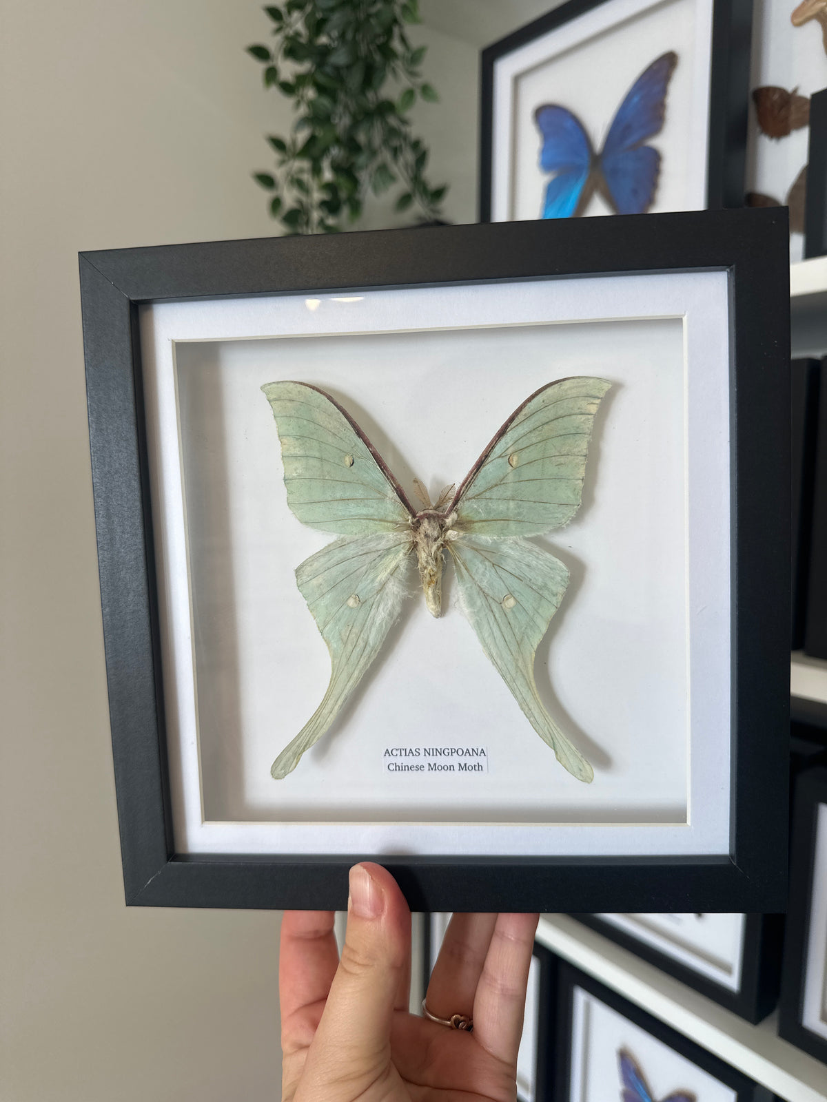 Chinese Moon Moth (Actias Ningpoana) - Medium Framed Moth