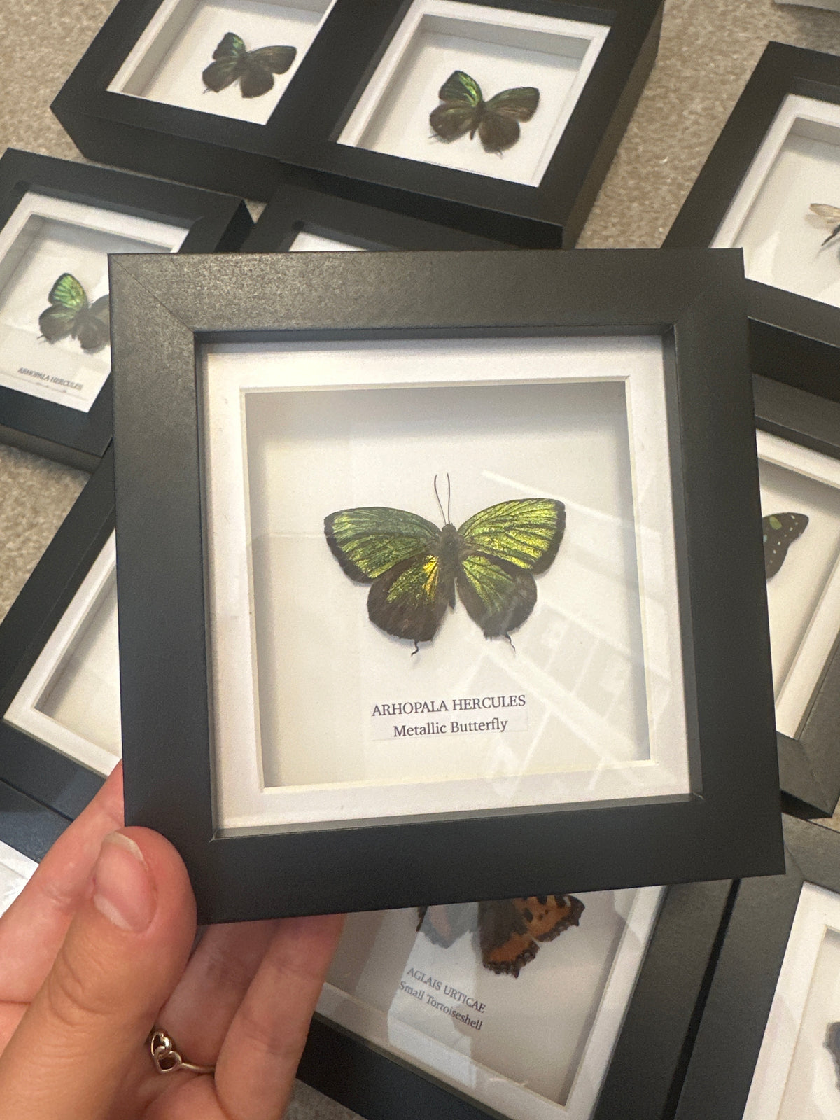 Green Metallic Butterfly (Arhopala Eumolphus) – Small Frame