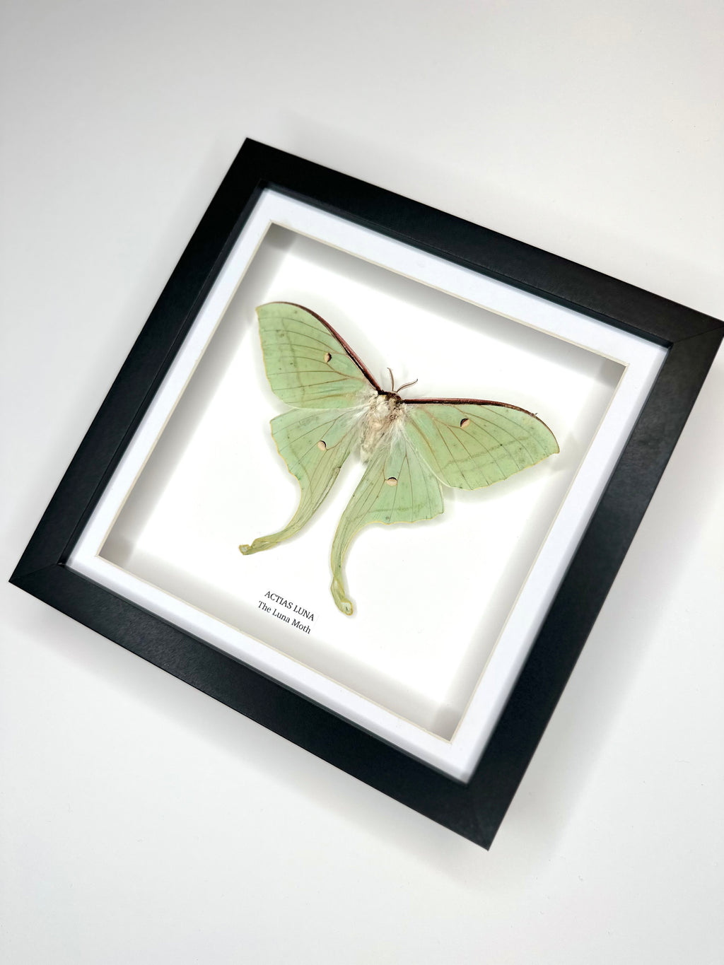 Luna Moth (Actias Luna) - Medium Framed Moth