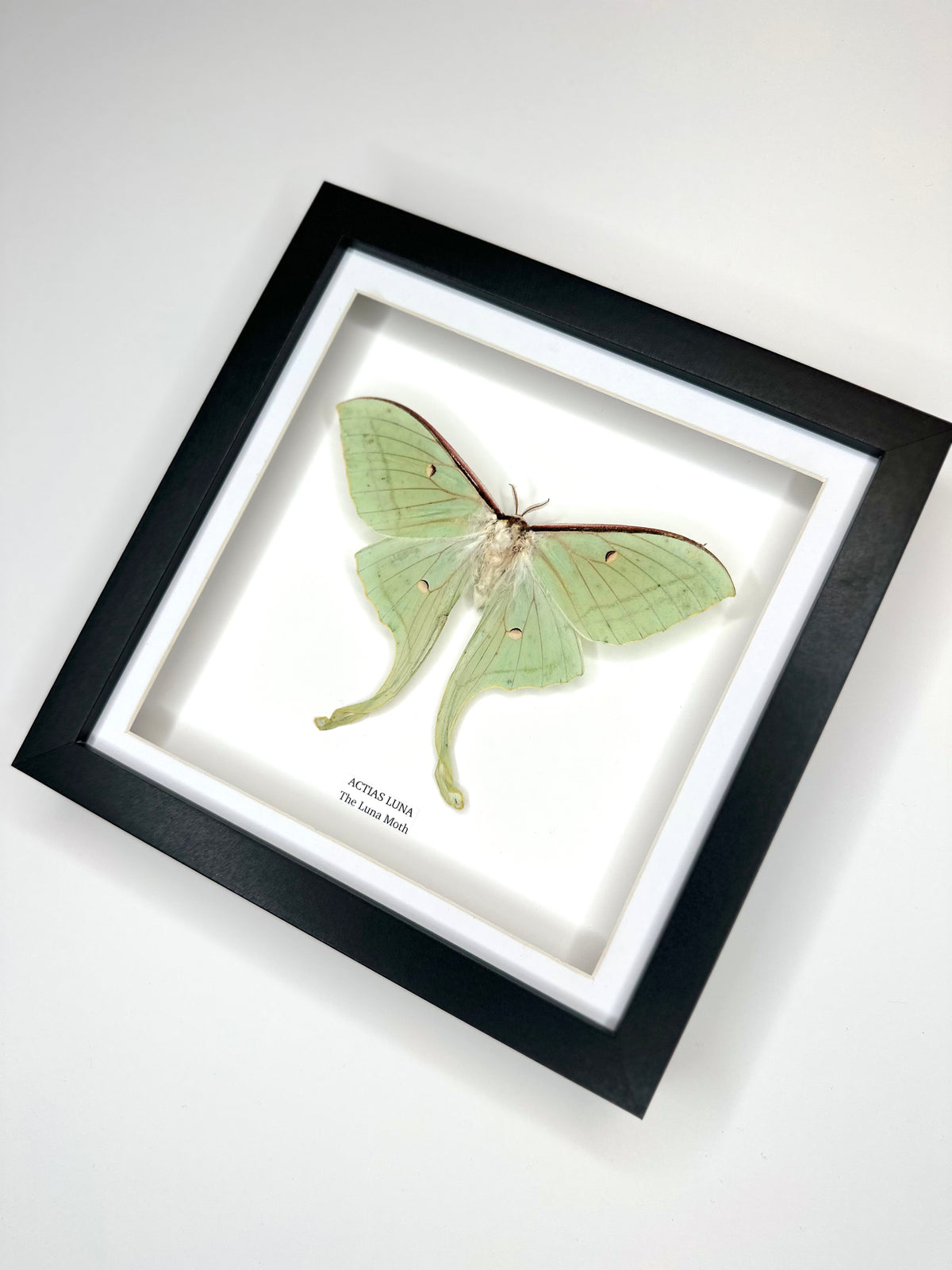 Luna Moth (Actias Luna) - Medium Framed Moth