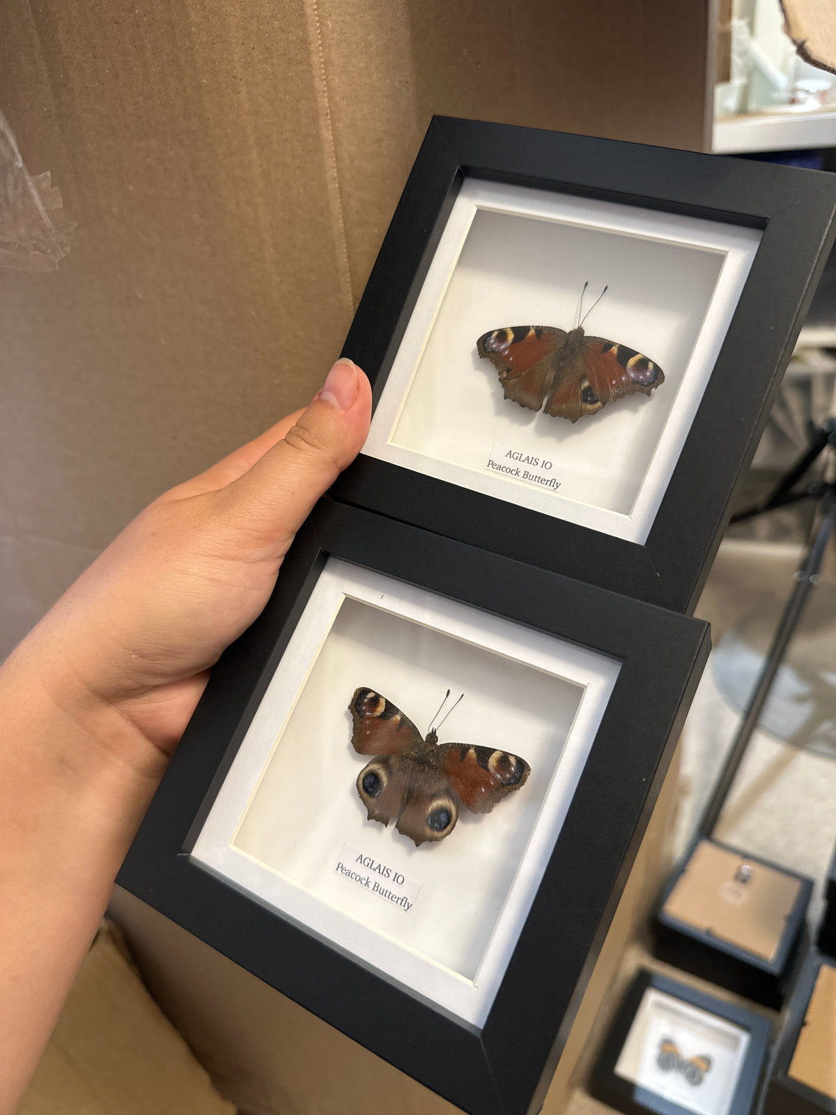 Peacock Butterfly (Aglias IO) – Small Frame