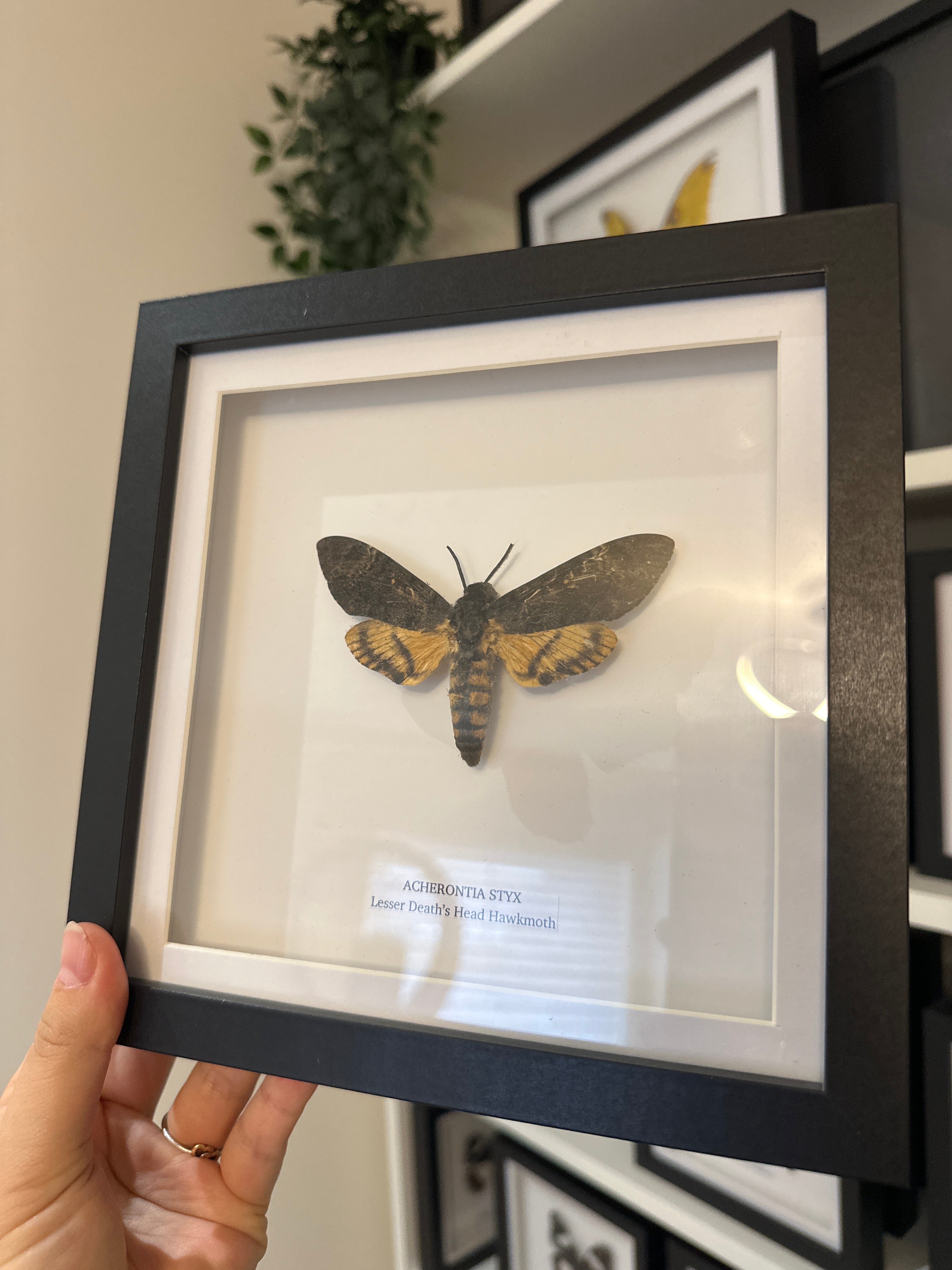 Sale | One Offs | Rare Pieces | Butterflies | Moths | Bugs