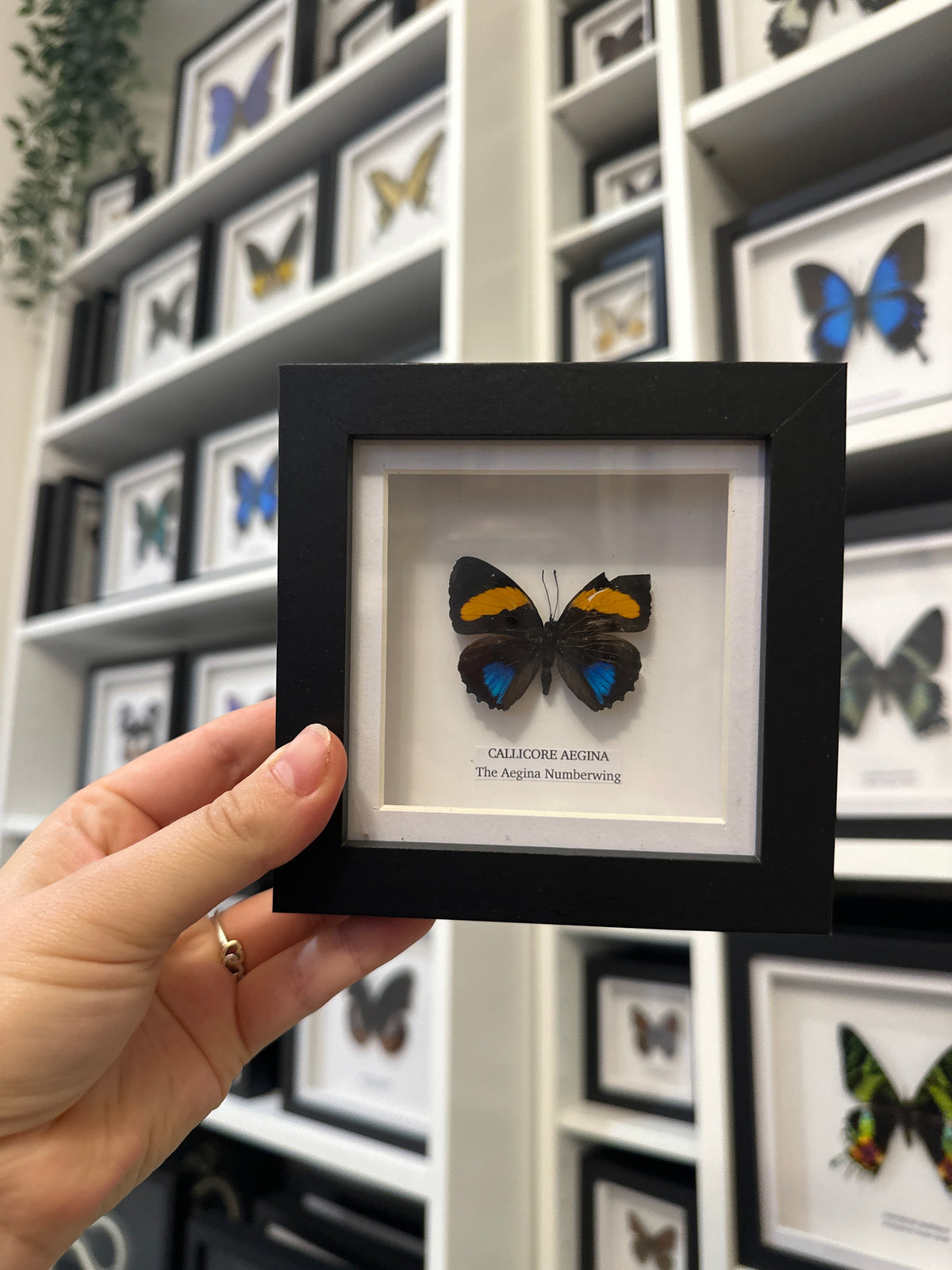 Sale | One Offs | Rare Pieces | Butterflies | Moths | Bugs