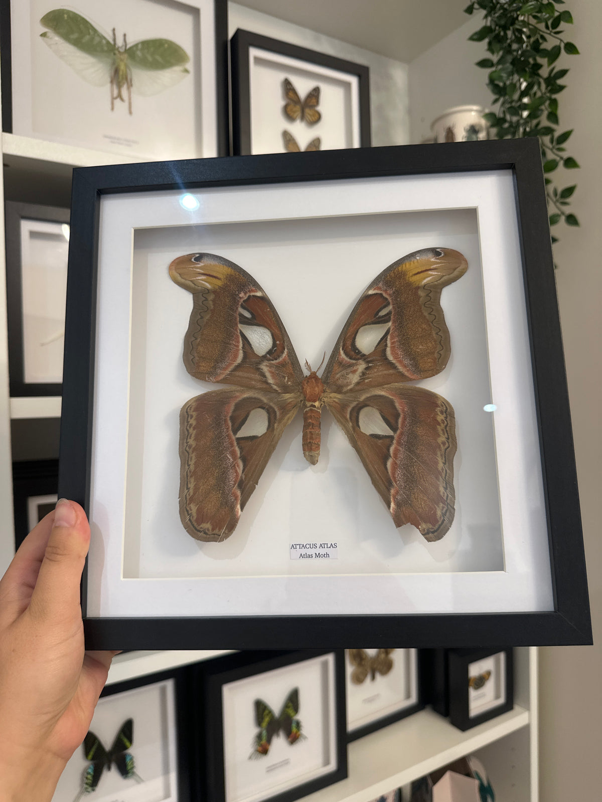 Giant Atlas Moth (Attacus Atlas) – Large Frame