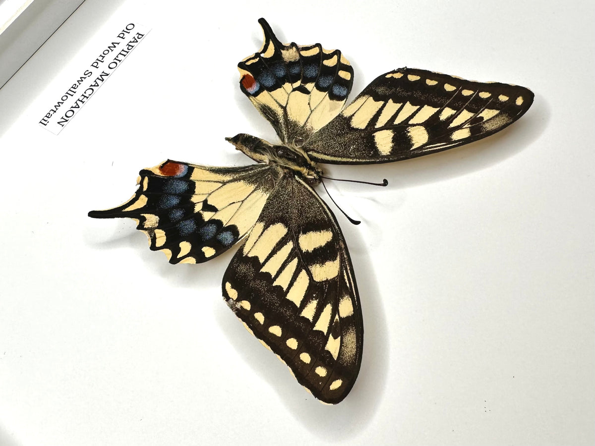 Old World Swallowtail (Papilio Machaon) - Medium Framed Butterfly