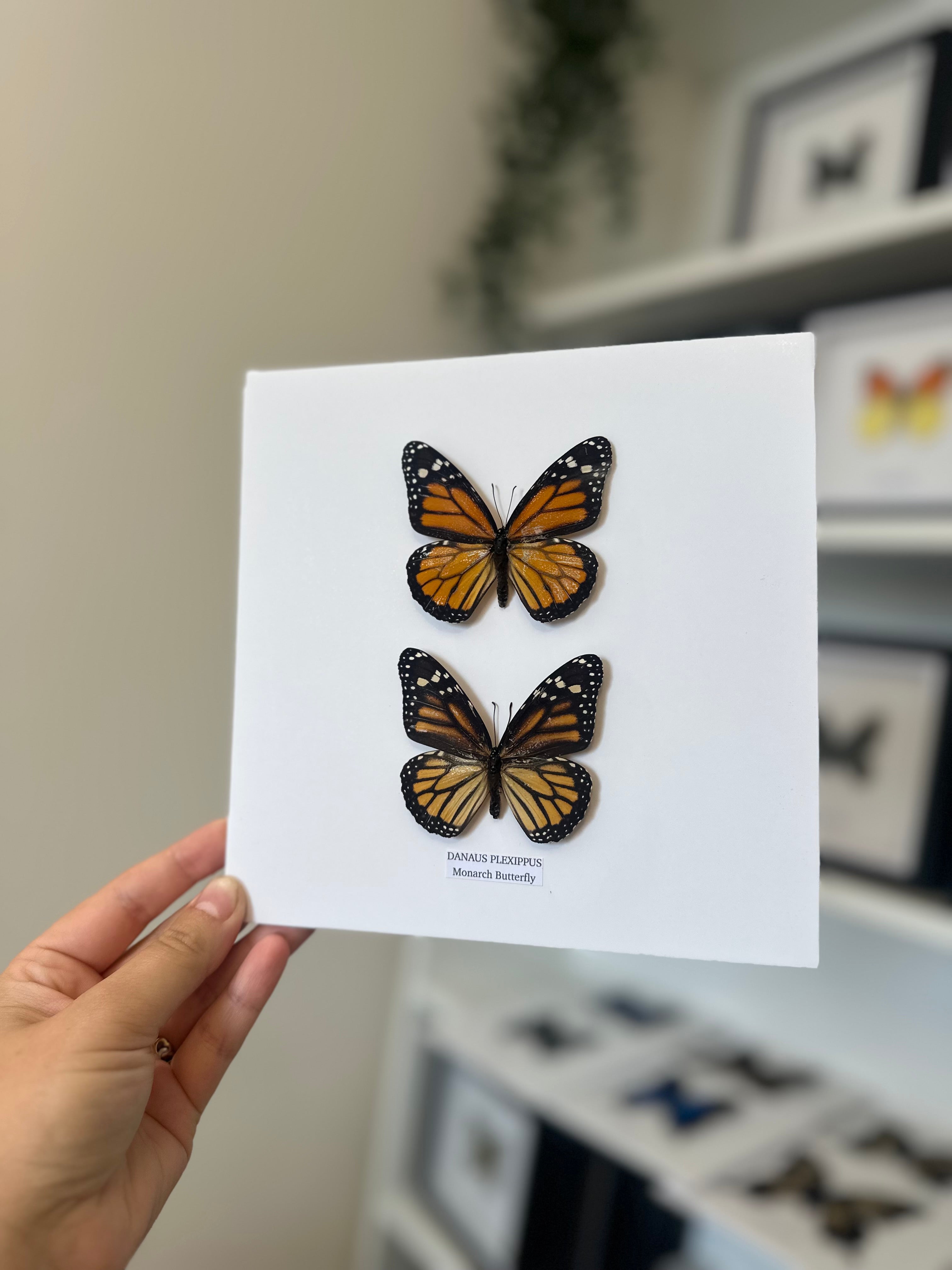 Monarch Butterfly | Danaus Plexippus | Medium Frame • Taxidermy Entomology Home Decor Framed Art x