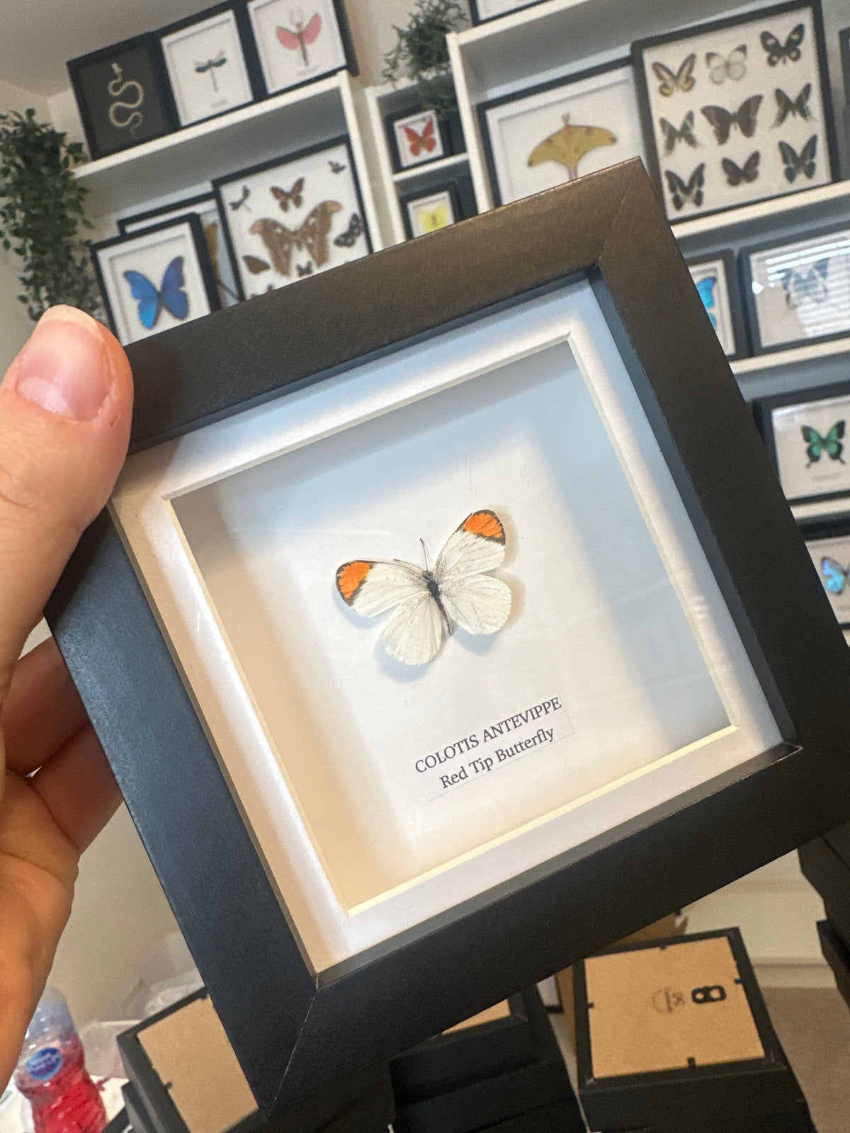 Sale | One Offs | Rare Pieces | Butterflies | Moths | Bugs