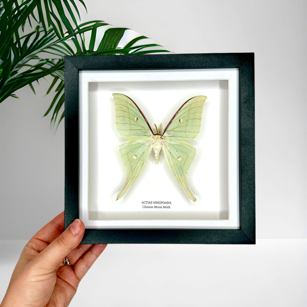 Chinese Moon Moth (Actias Ningpoana) - Medium Framed Moth