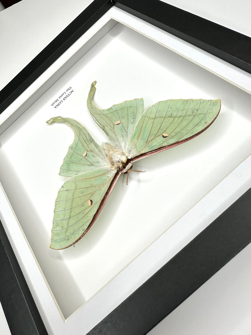 Luna Moth (Actias Luna) - Medium Framed Moth