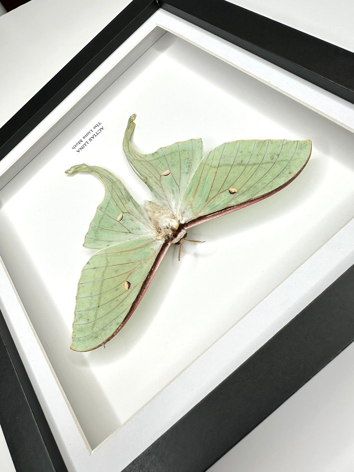 Luna Moth (Actias Luna) - Medium Framed Moth