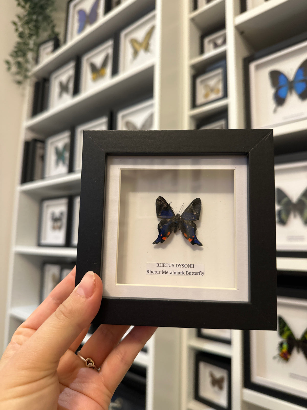 Sale | One Offs | Rare Pieces | Butterflies | Moths | Bugs