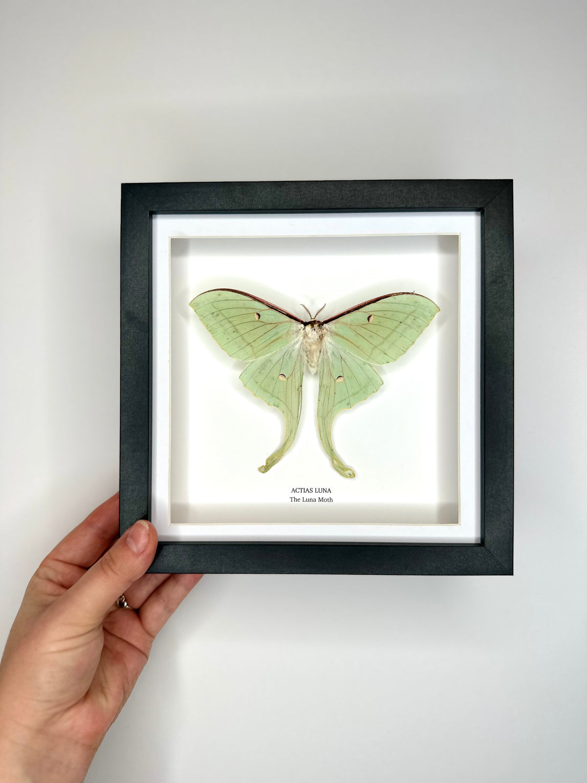 Luna Moth (Actias Luna) - Medium Framed Moth