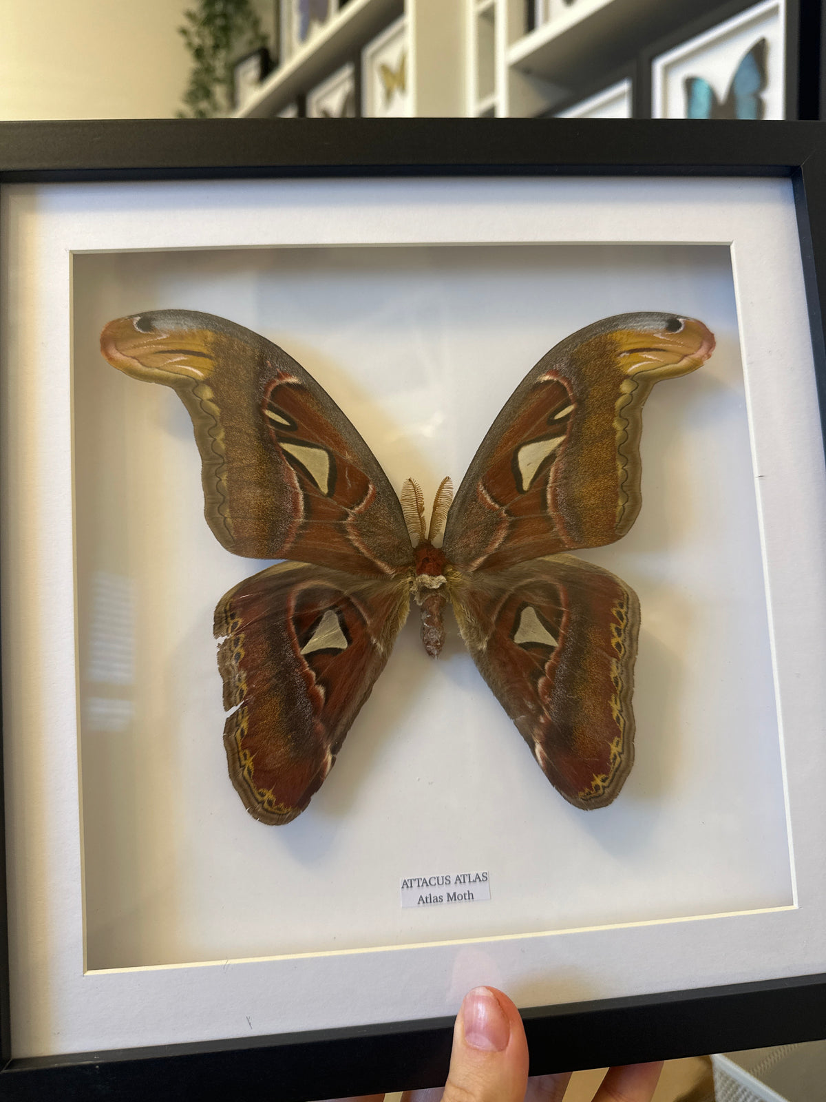 Giant Atlas Moth (Attacus Atlas) – Large Frame