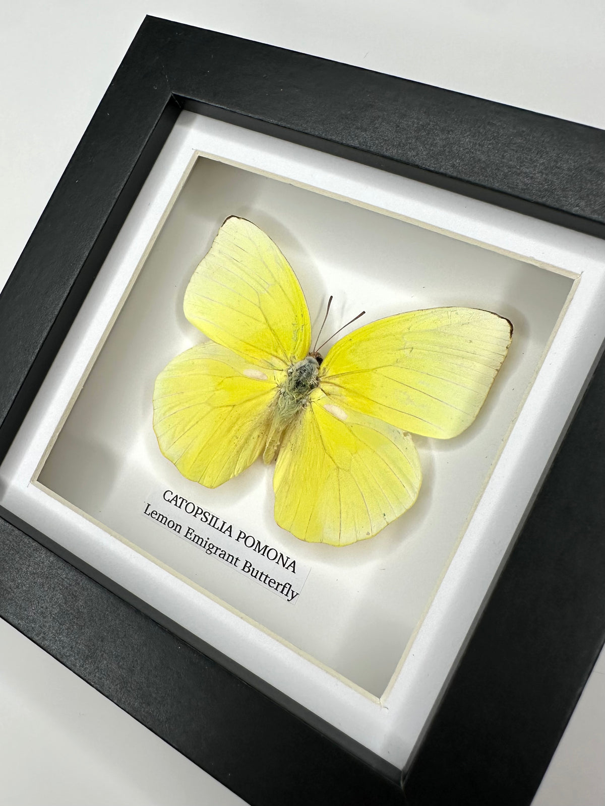 Lemon Emigrant (Catopsilia Pomona) - Small Framed Butterfly
