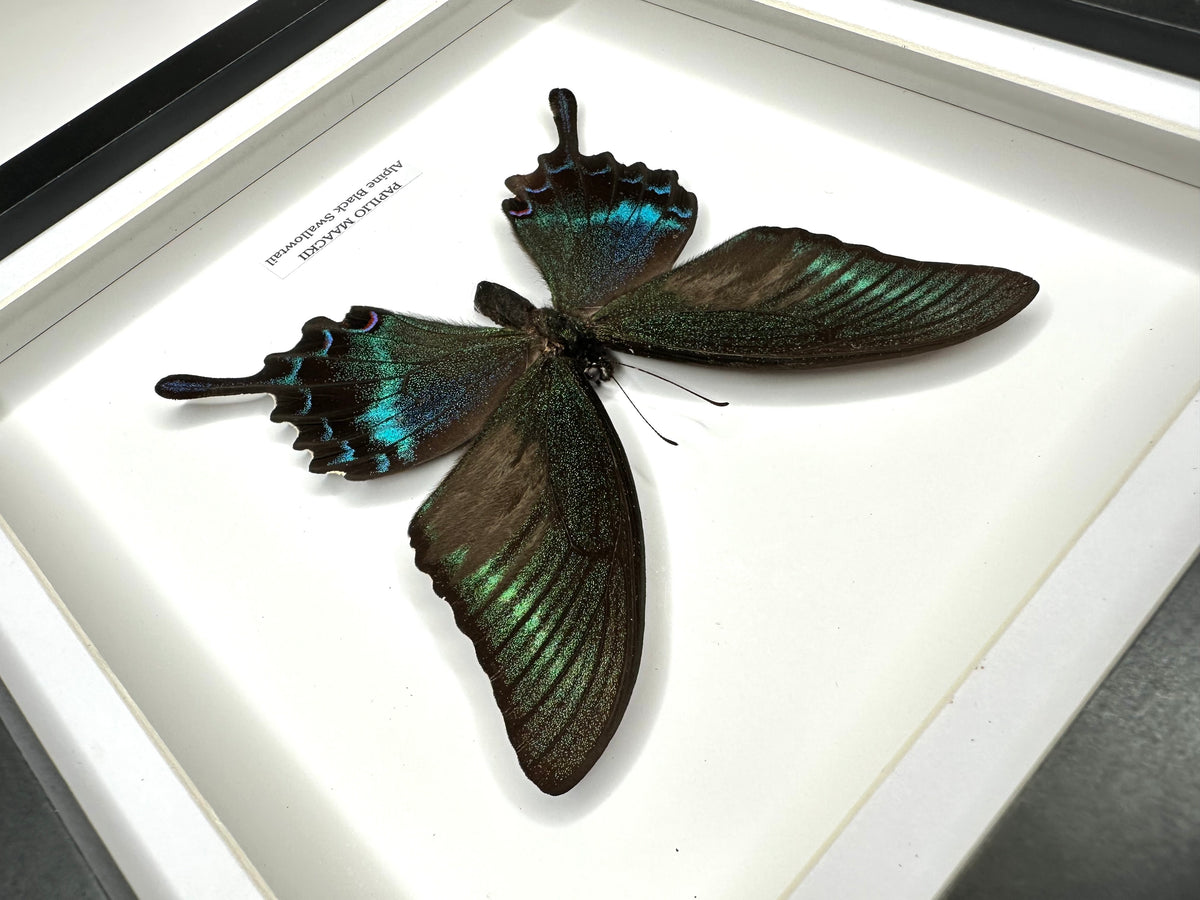 Alpine Black Swallowtail (Papilio Maackii) – Medium Framed Butterfly