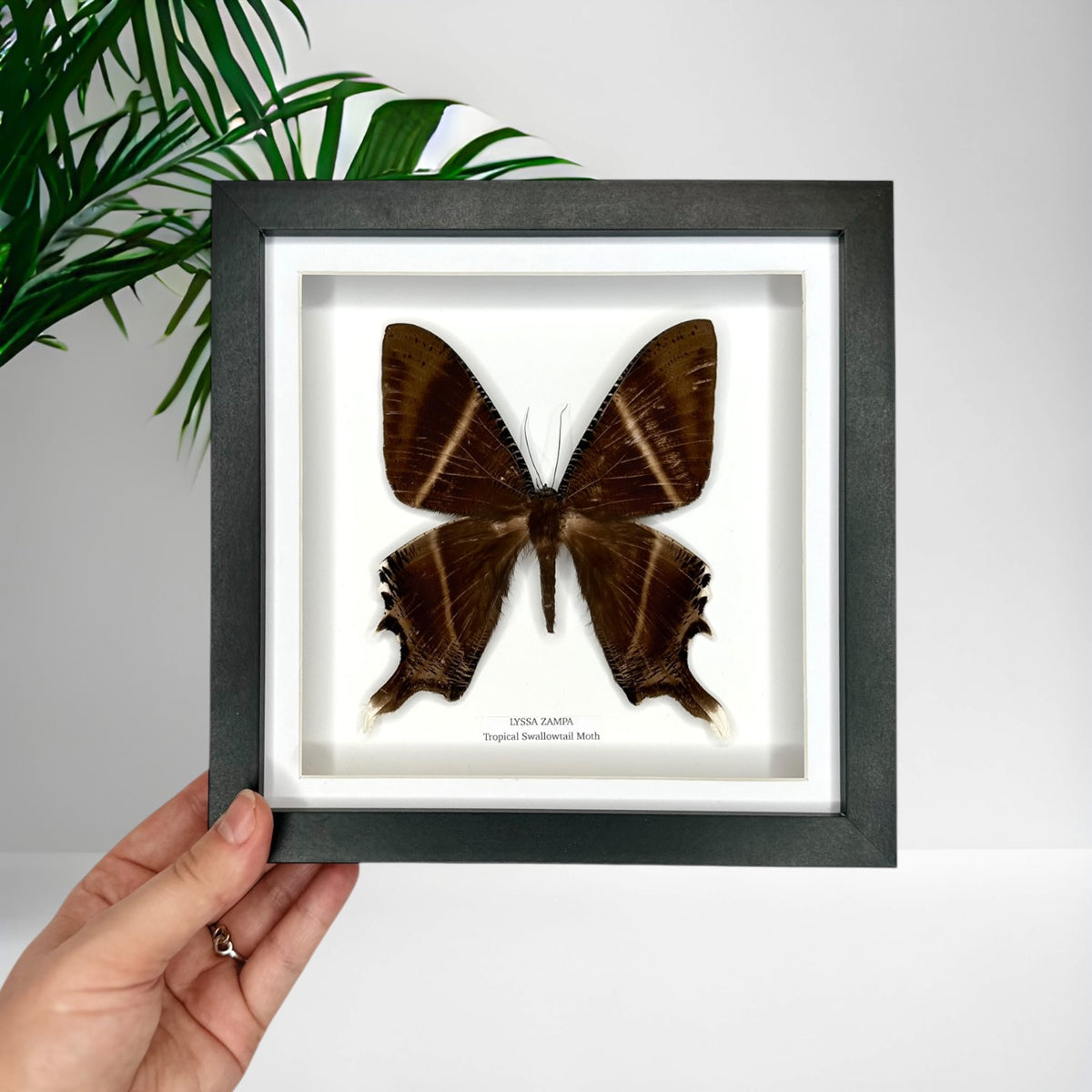 Tropical Swallowtail Moth (Lyssa Zampa) – Medium Framed Moth