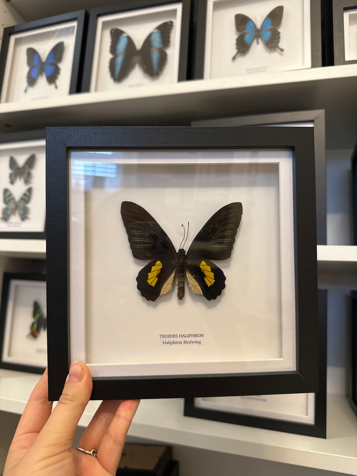 Sale | One Offs | Rare Pieces | Butterflies | Moths | Bugs