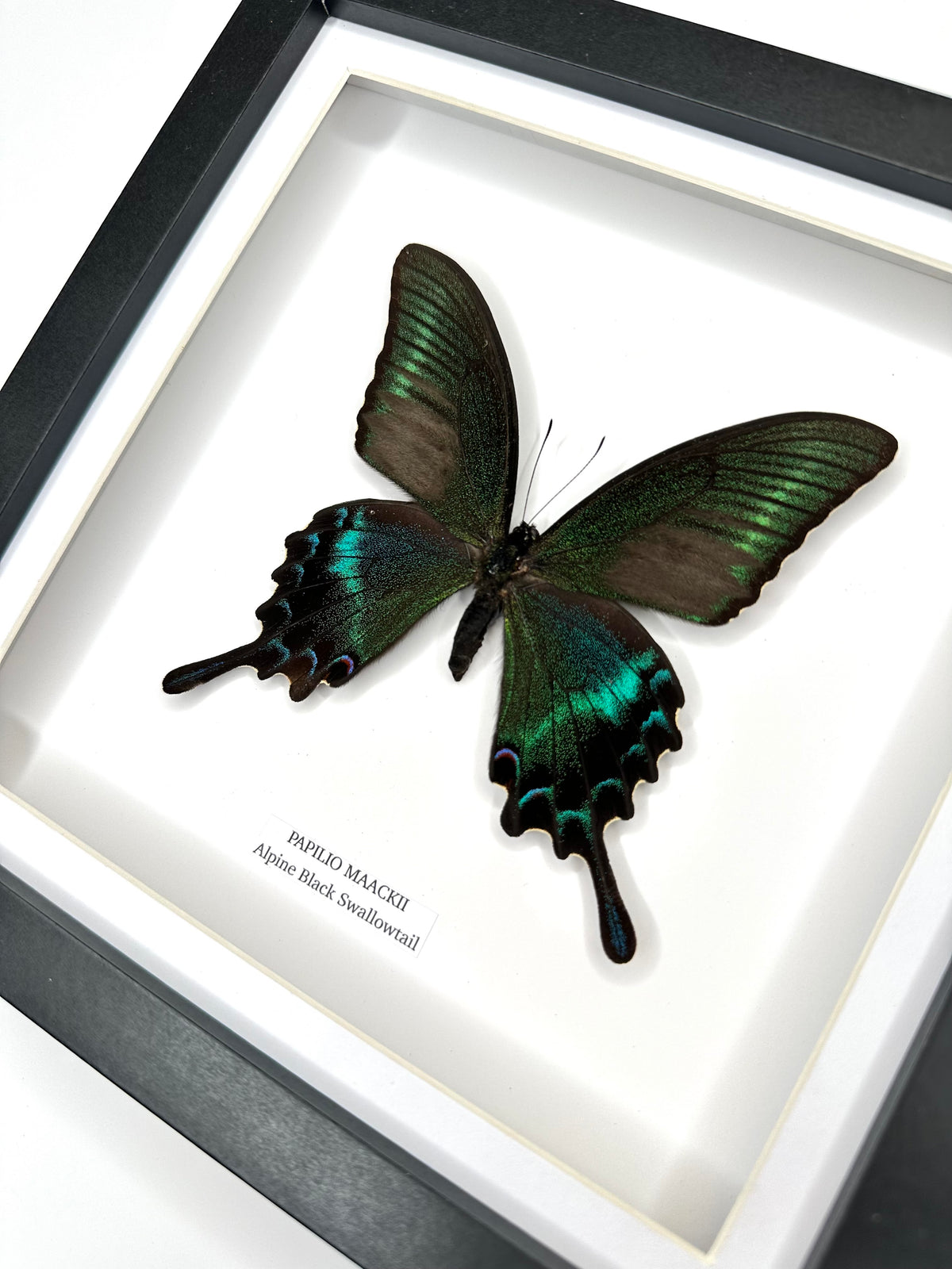 Alpine Black Swallowtail (Papilio Maackii) – Medium Framed Butterfly