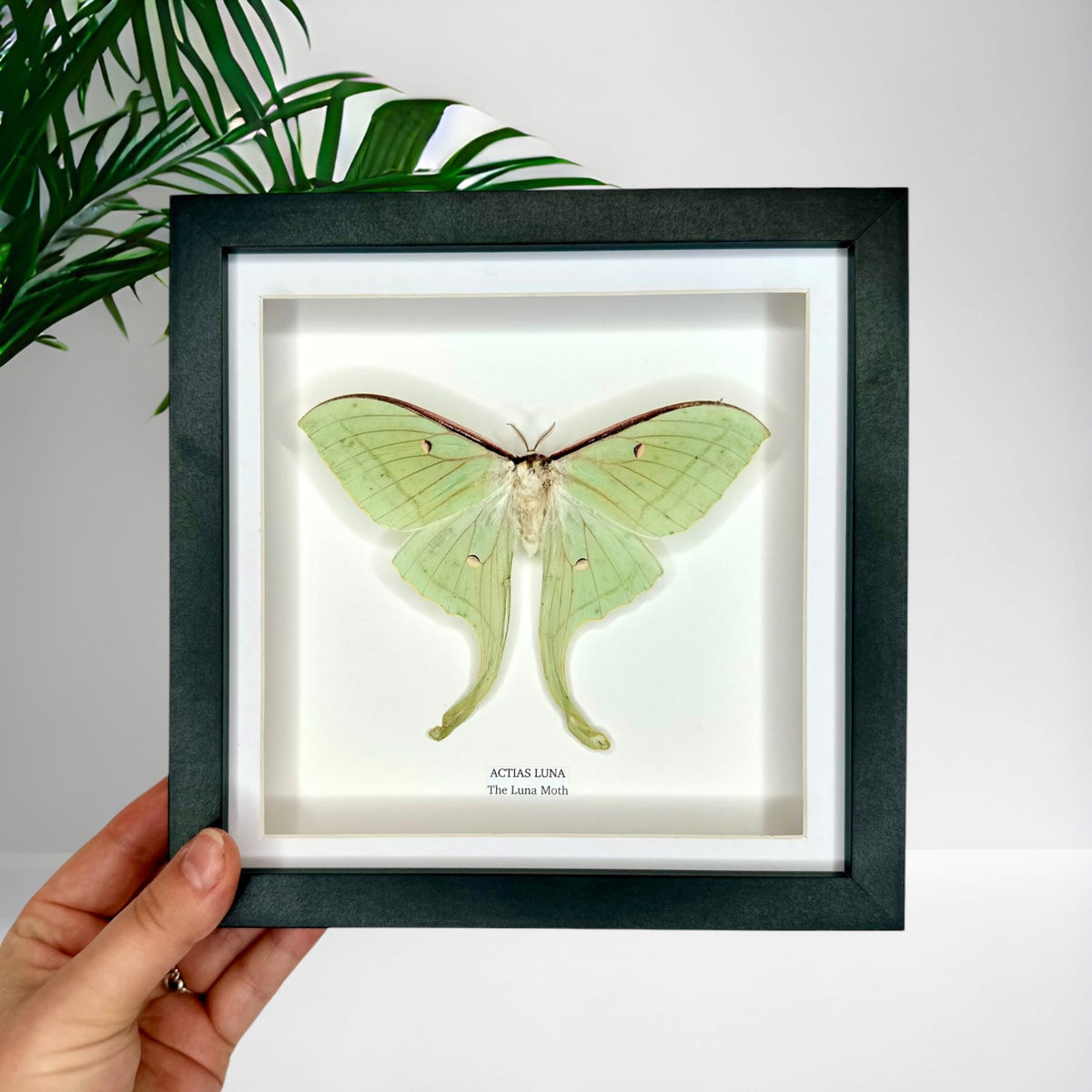 Luna Moth (Actias Luna) - Medium Framed Moth