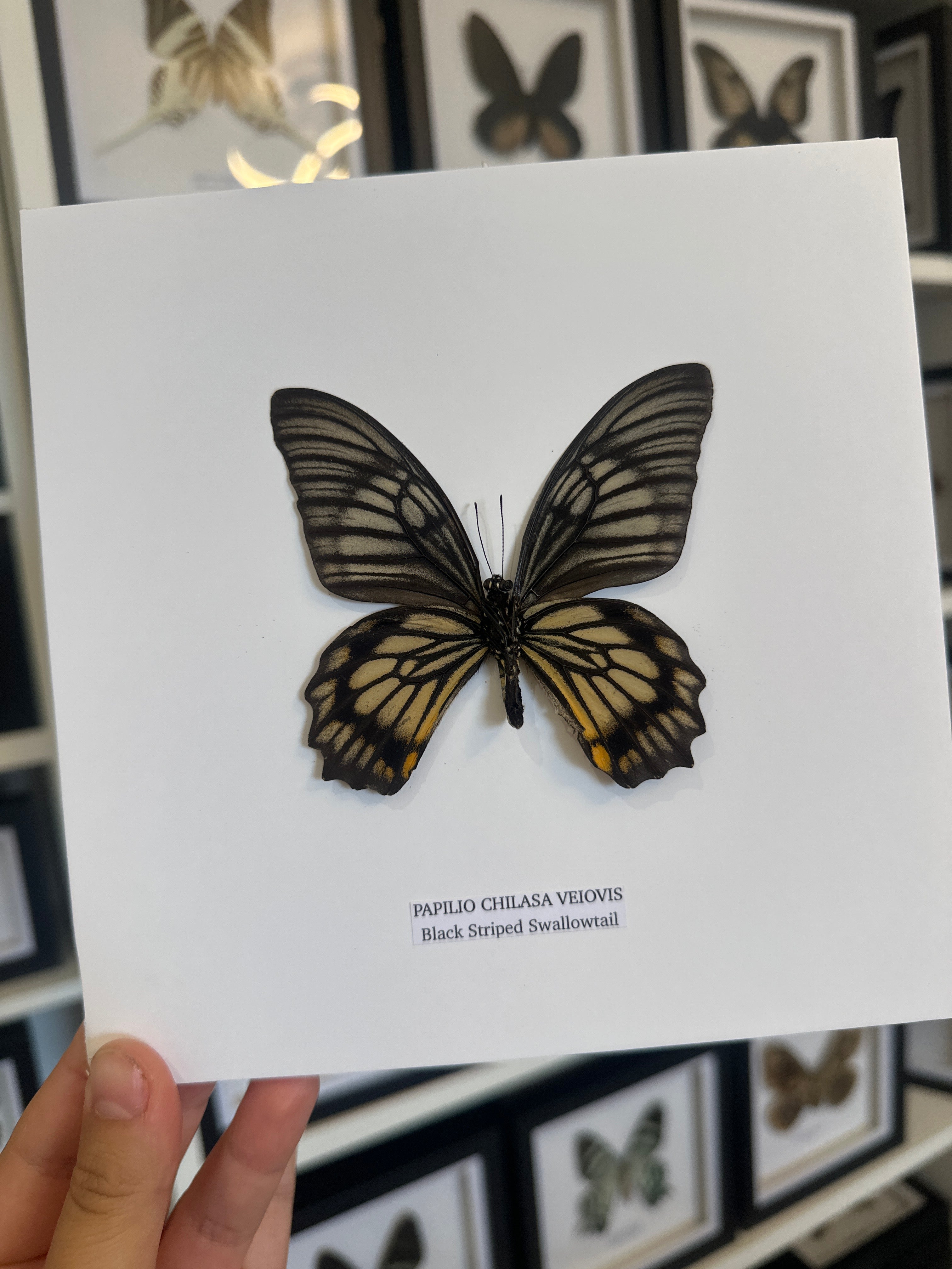 Black Striped Swallowtail | Chilasa Veiovis • Medium Frame • Taxidermy Entomology Home Decor Framed Art