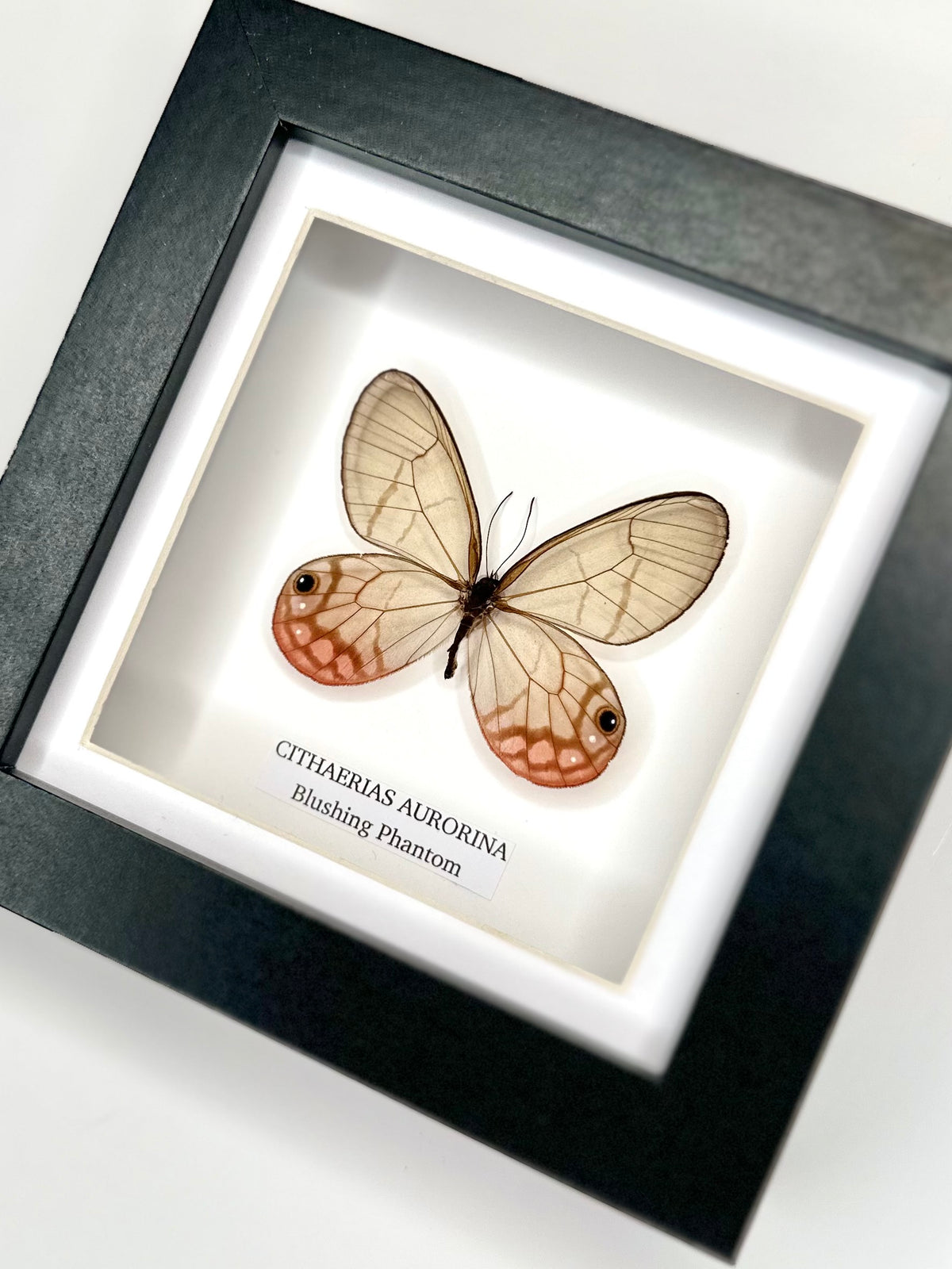 Blushing Phantom (Cithaerias Aurorina) - Small Framed Butterfly