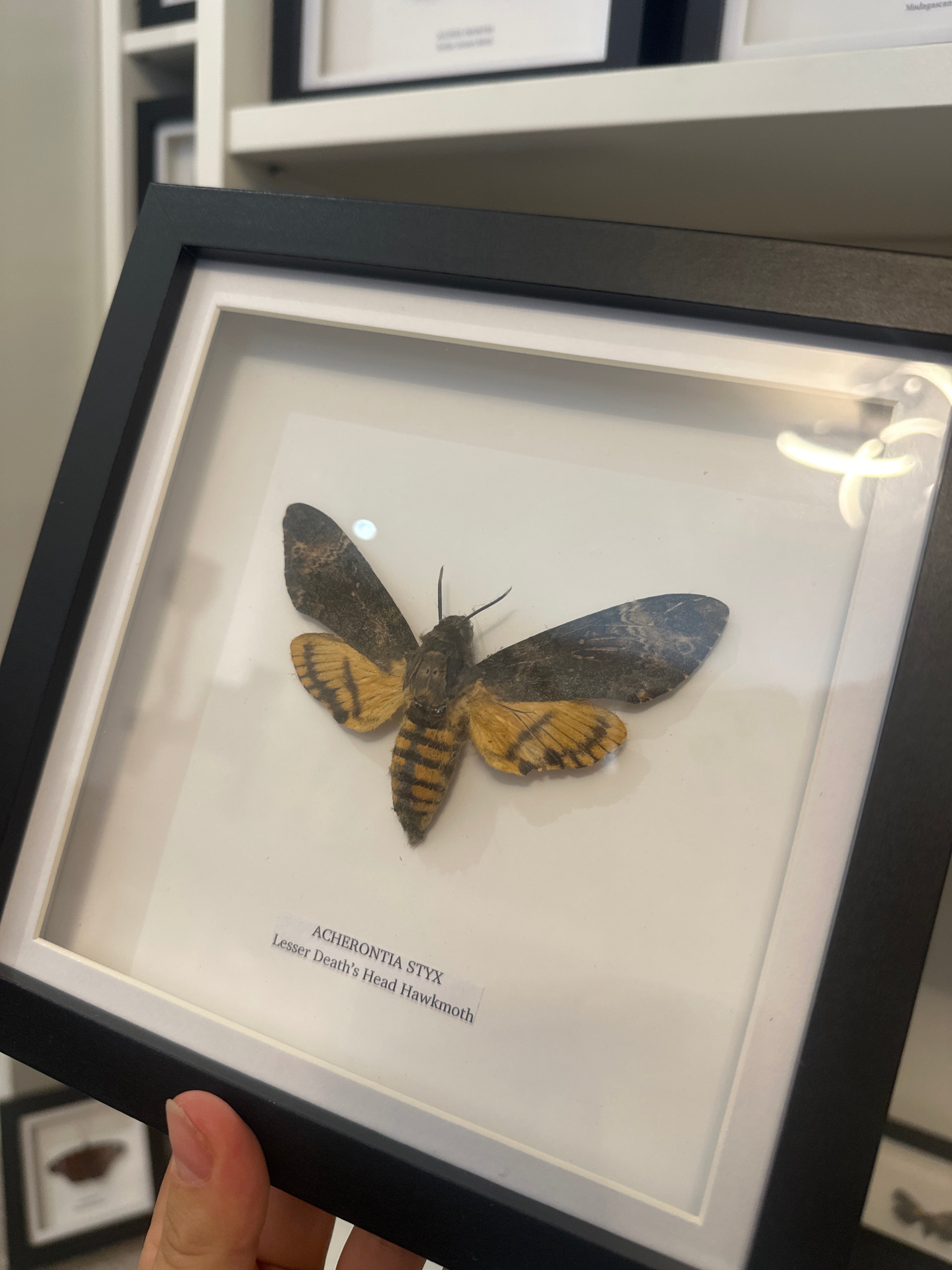 Sale | One Offs | Rare Pieces | Butterflies | Moths | Bugs
